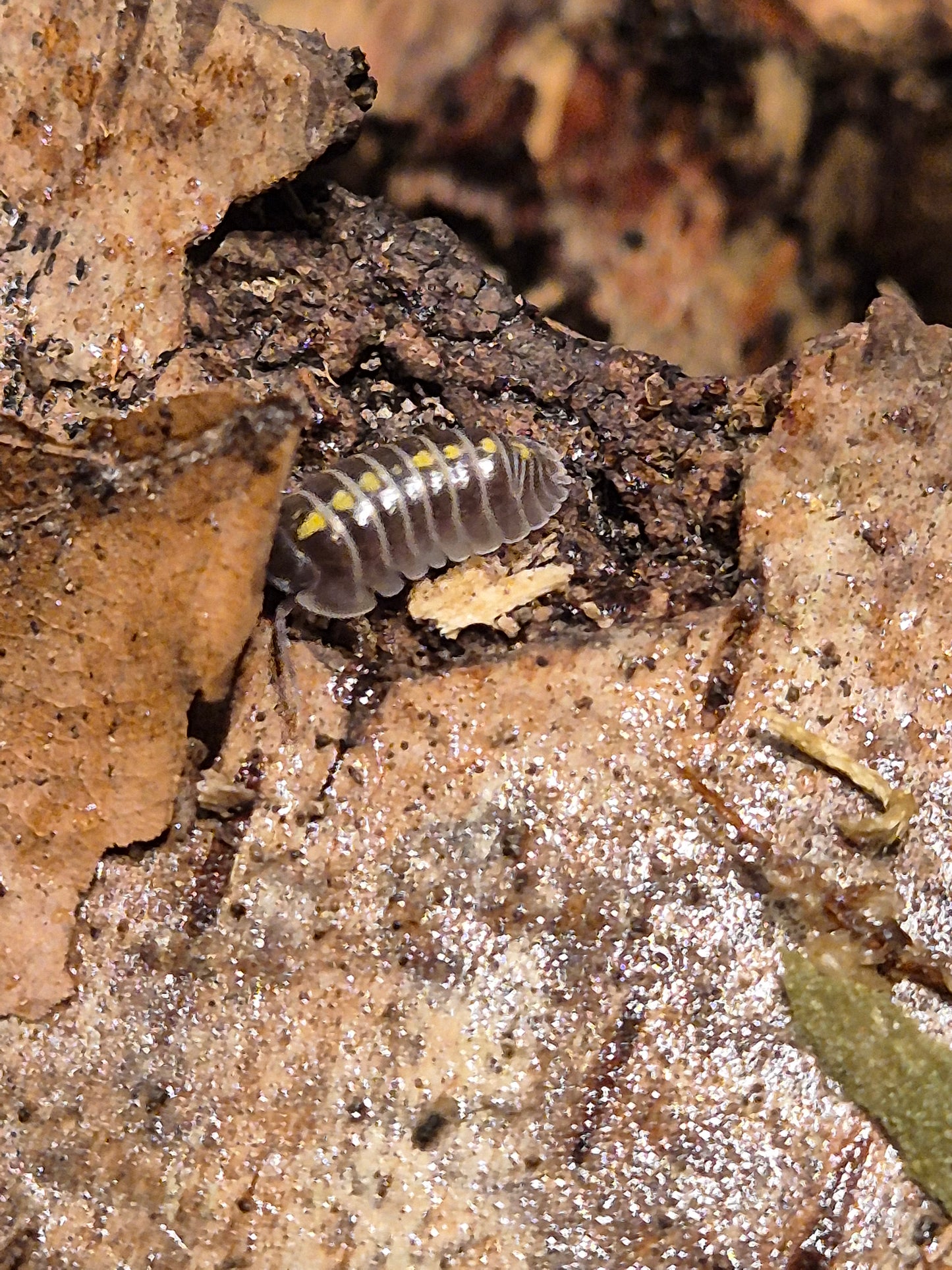 Armadillidium Germanicum "Darth Vader" Isopods