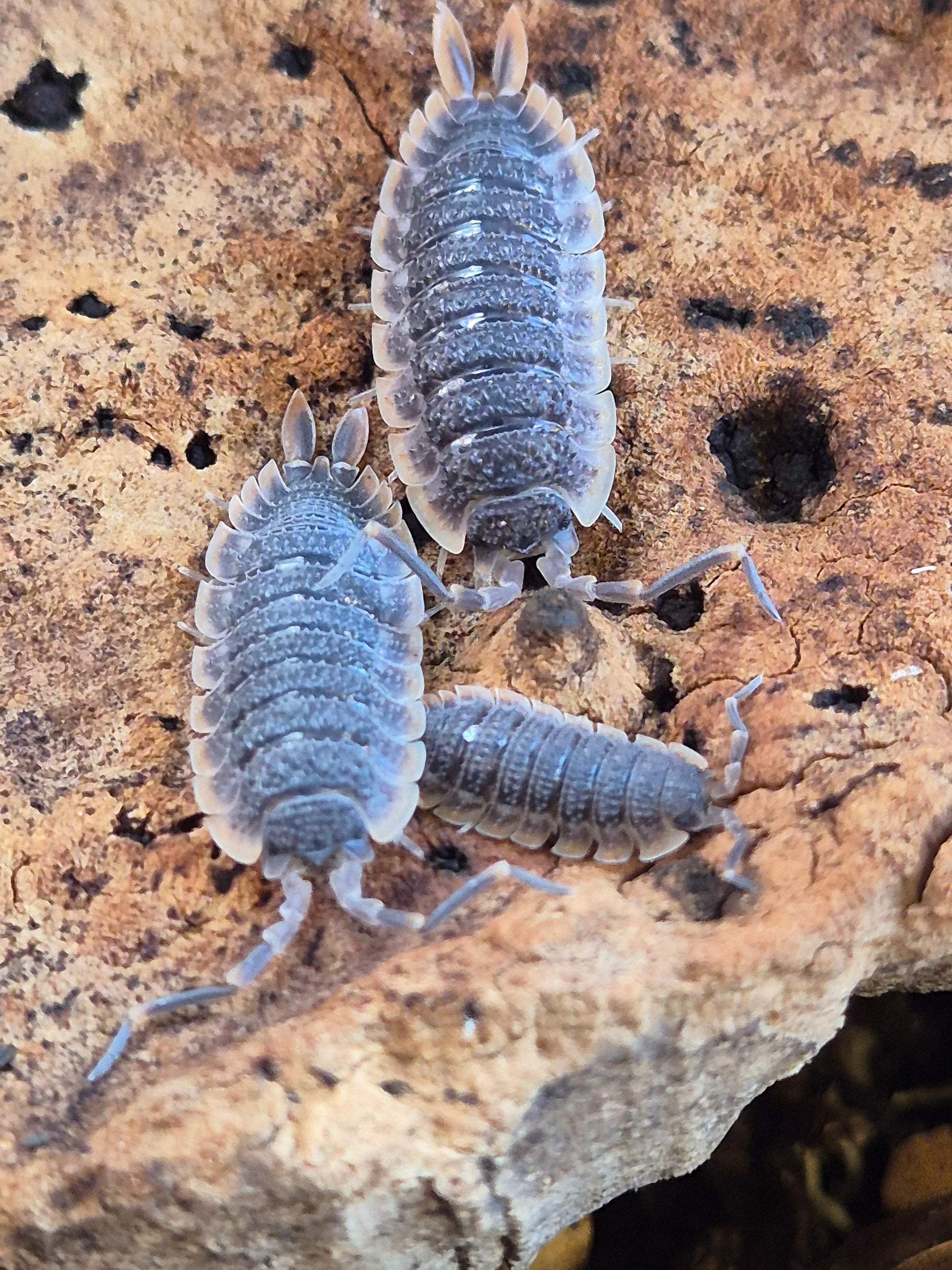 Porcellio Echinatus "Red Edge" Isopods - The Bug Room