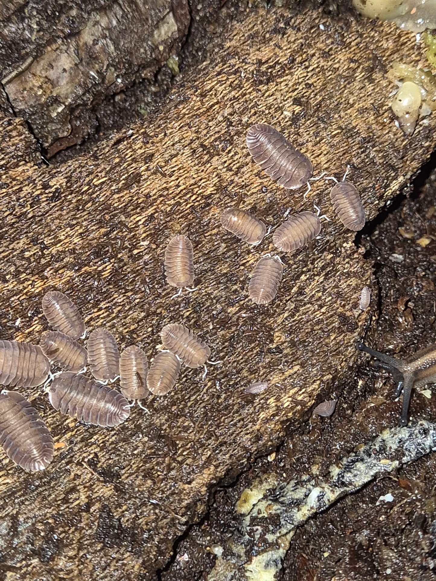 Troglodillo sp. Soil isopods - The Bug Room