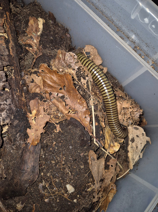 Analocostreptus sp. "Cameroon" (Giant Green Millipede) - The Bug Room