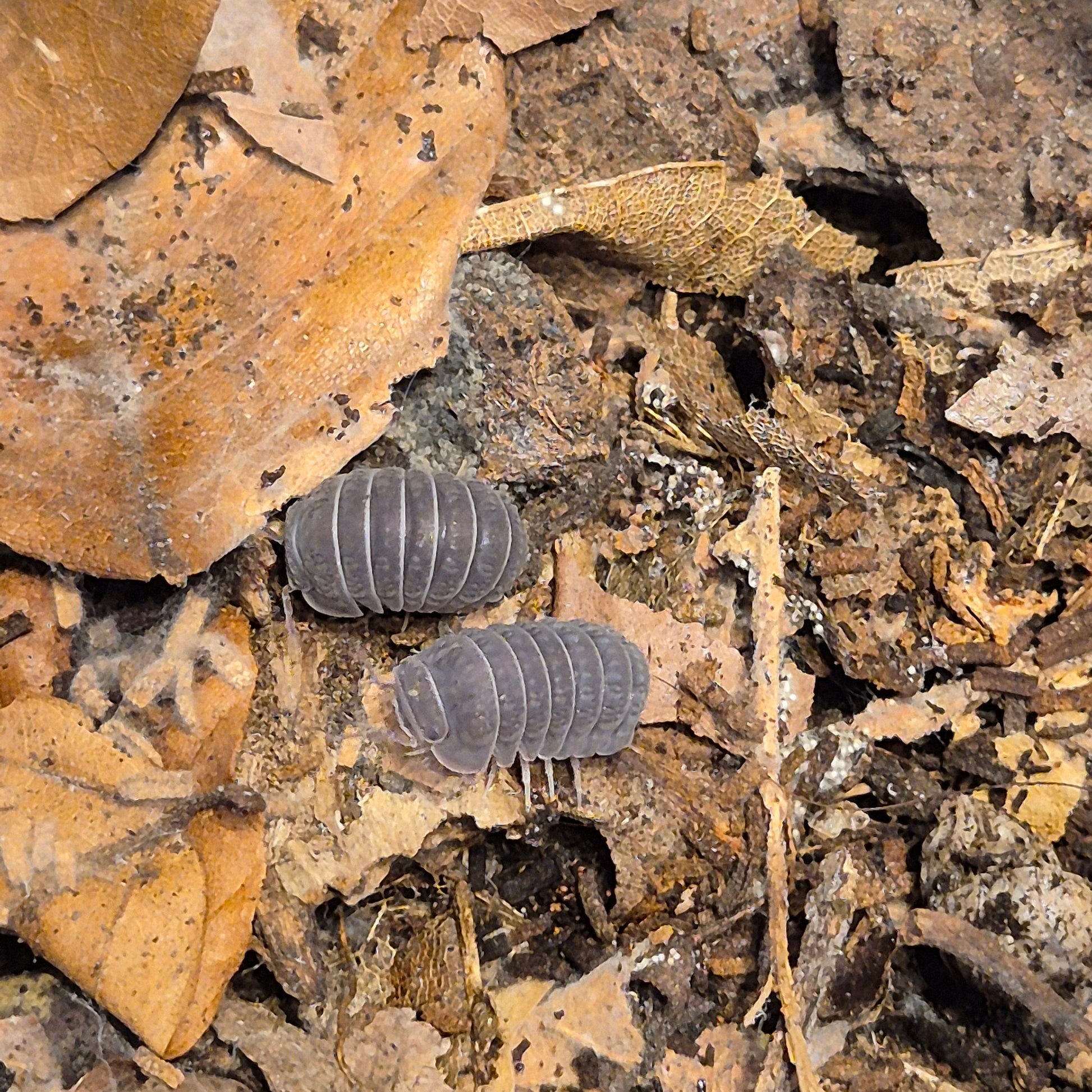 Armadillo Tubercalatus - The Bug Room