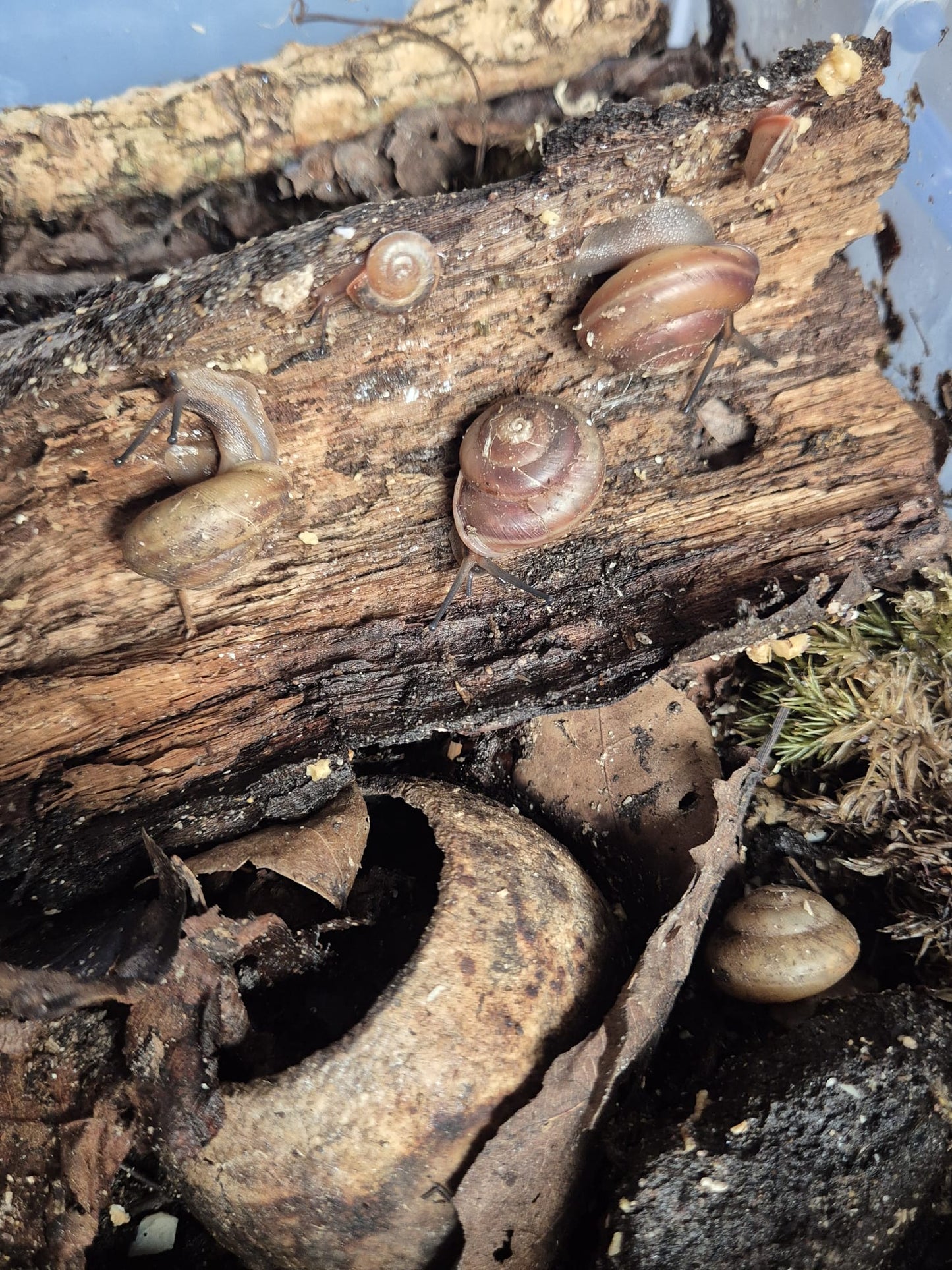 Pleurodonte Isabella Snails