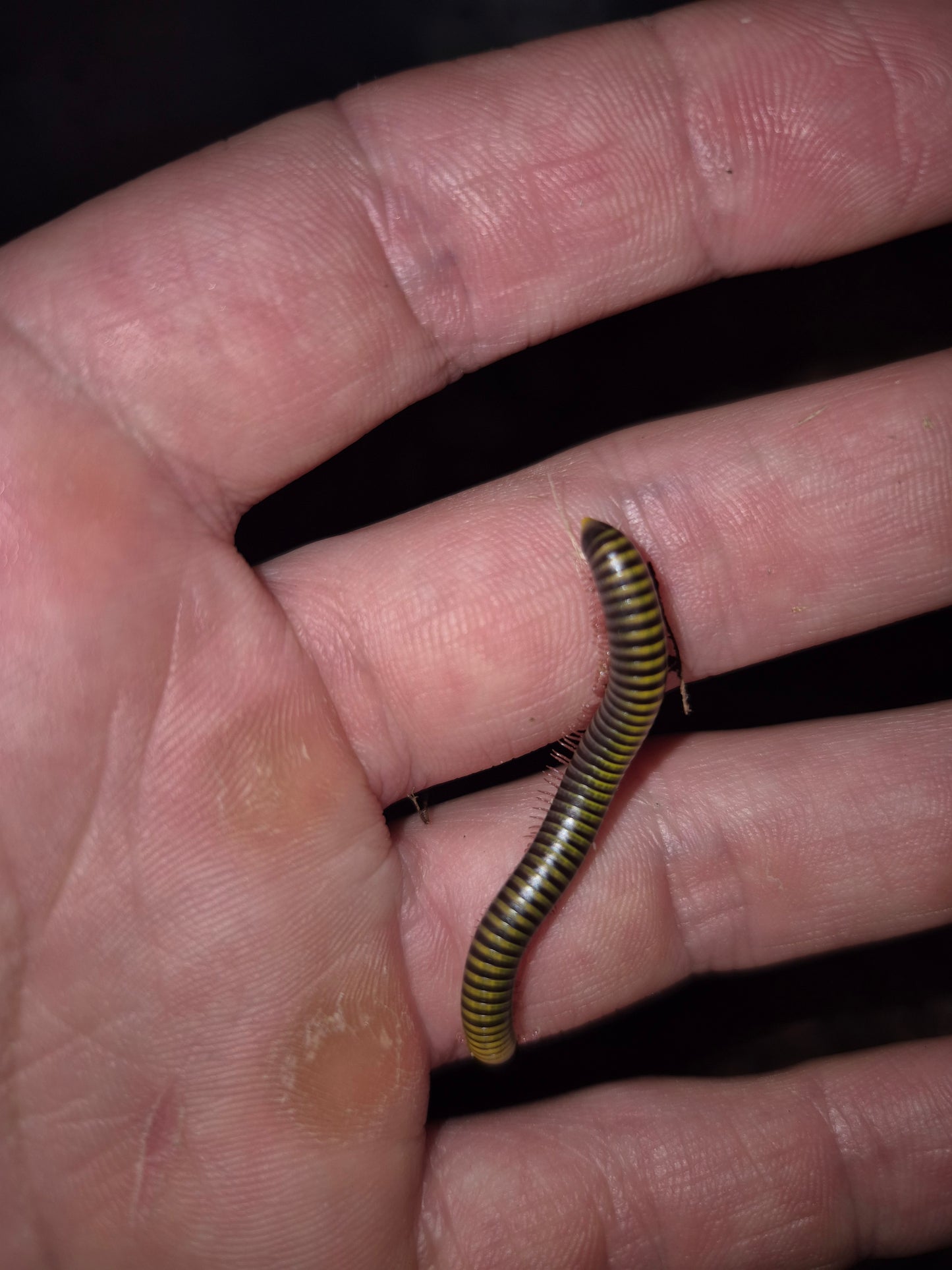 Anadenobolus monilicornis "Bumblebee" Millipedes