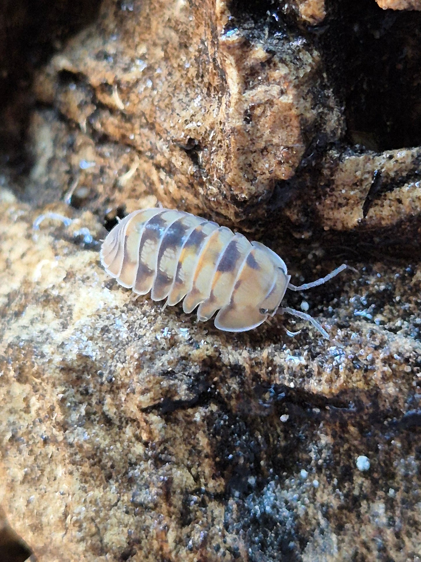 Cubaris Opal Isopods