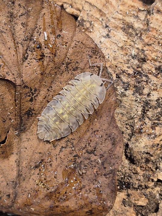 Troglodillo sp. "Camo" Isopods