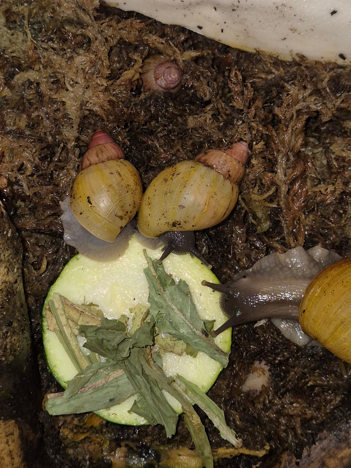 Lissachatina Zanzibarica Land Snail