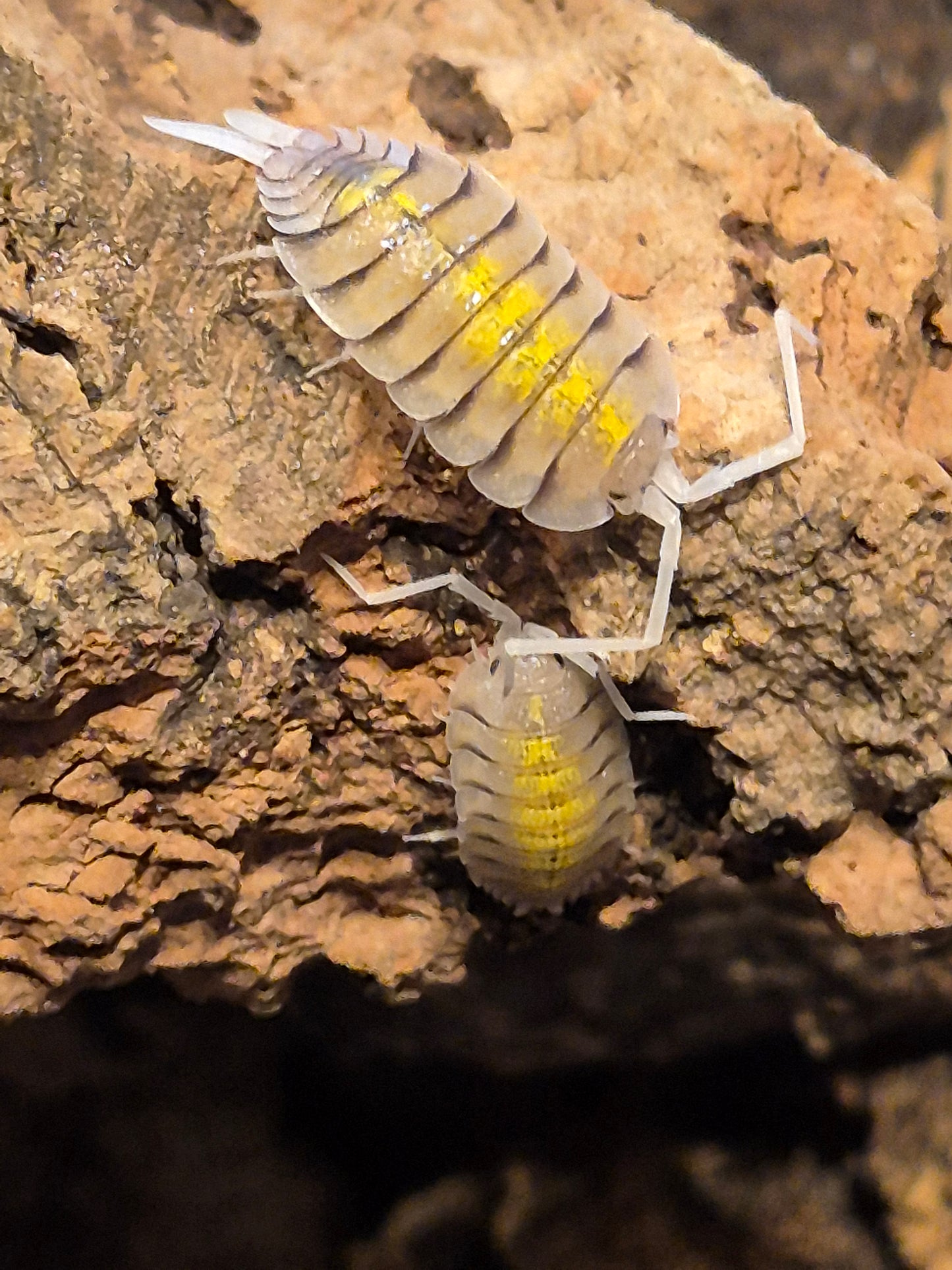Porcellio Bolivari "yellow ghost" Isopods