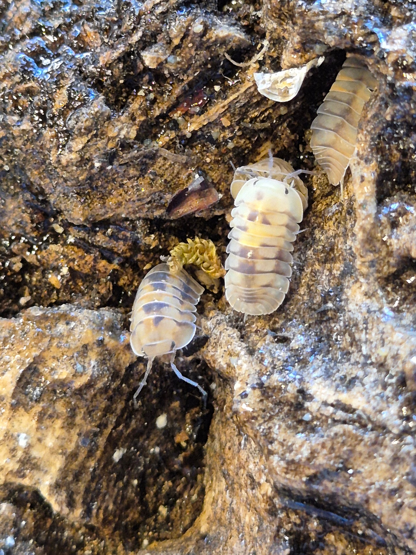 Cubaris Opal Isopods