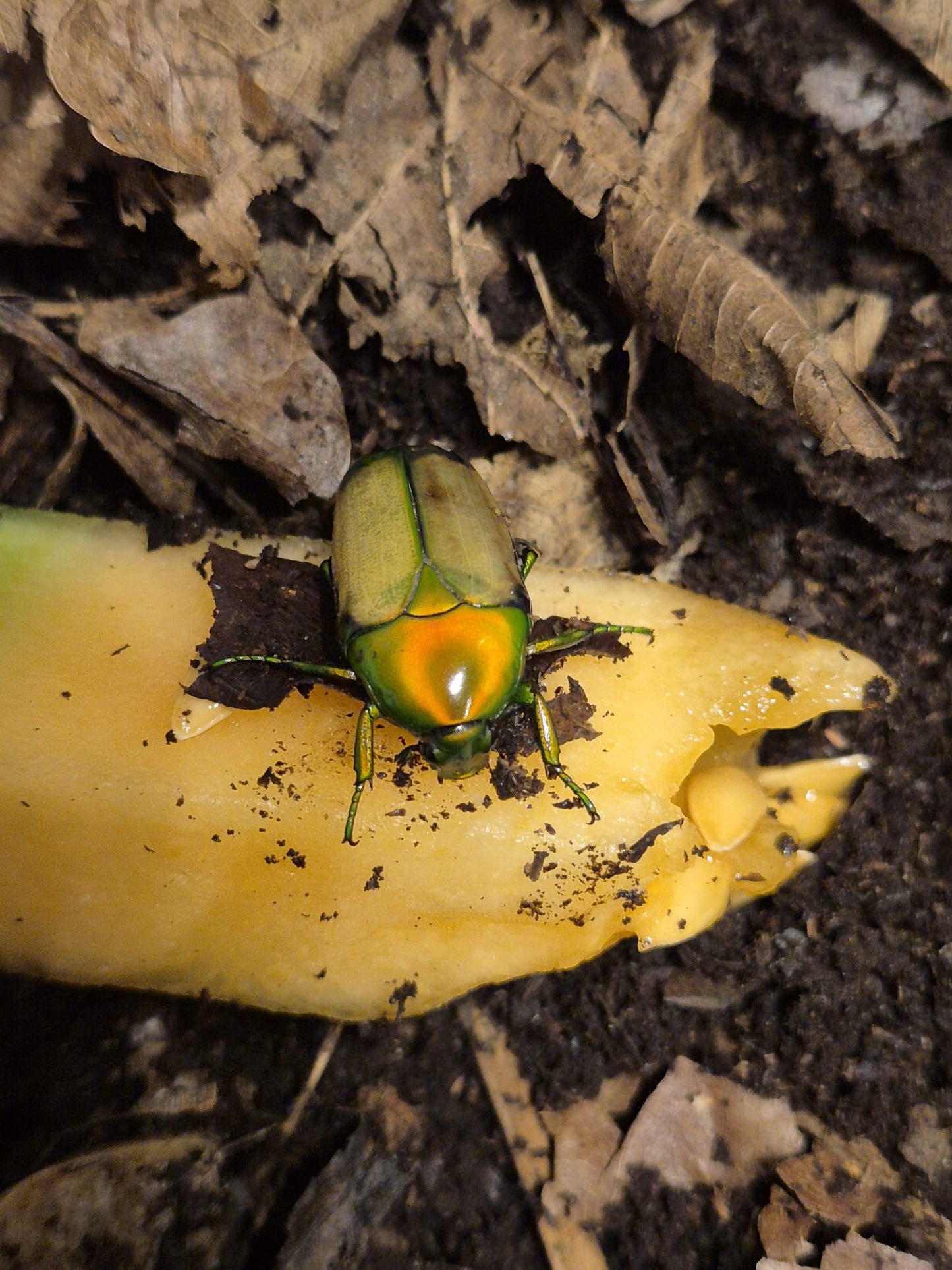 Chlorocala africana africana (Emerald Jewel Beetle)