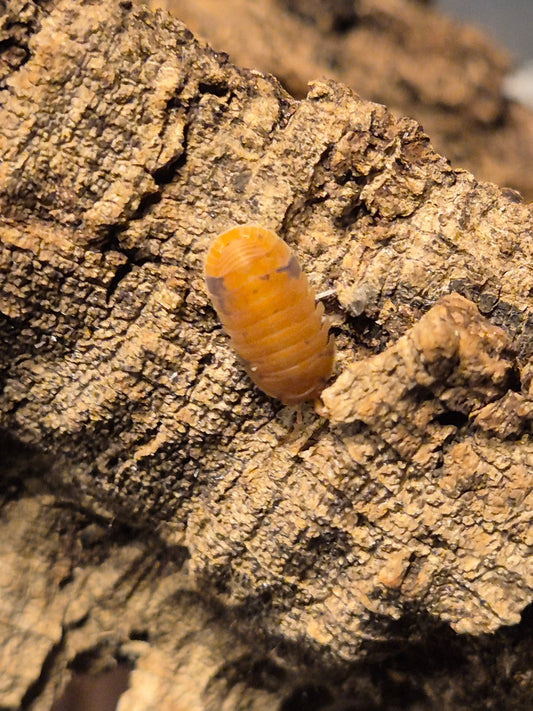 Cubaris Murina "Anenome" Isopods