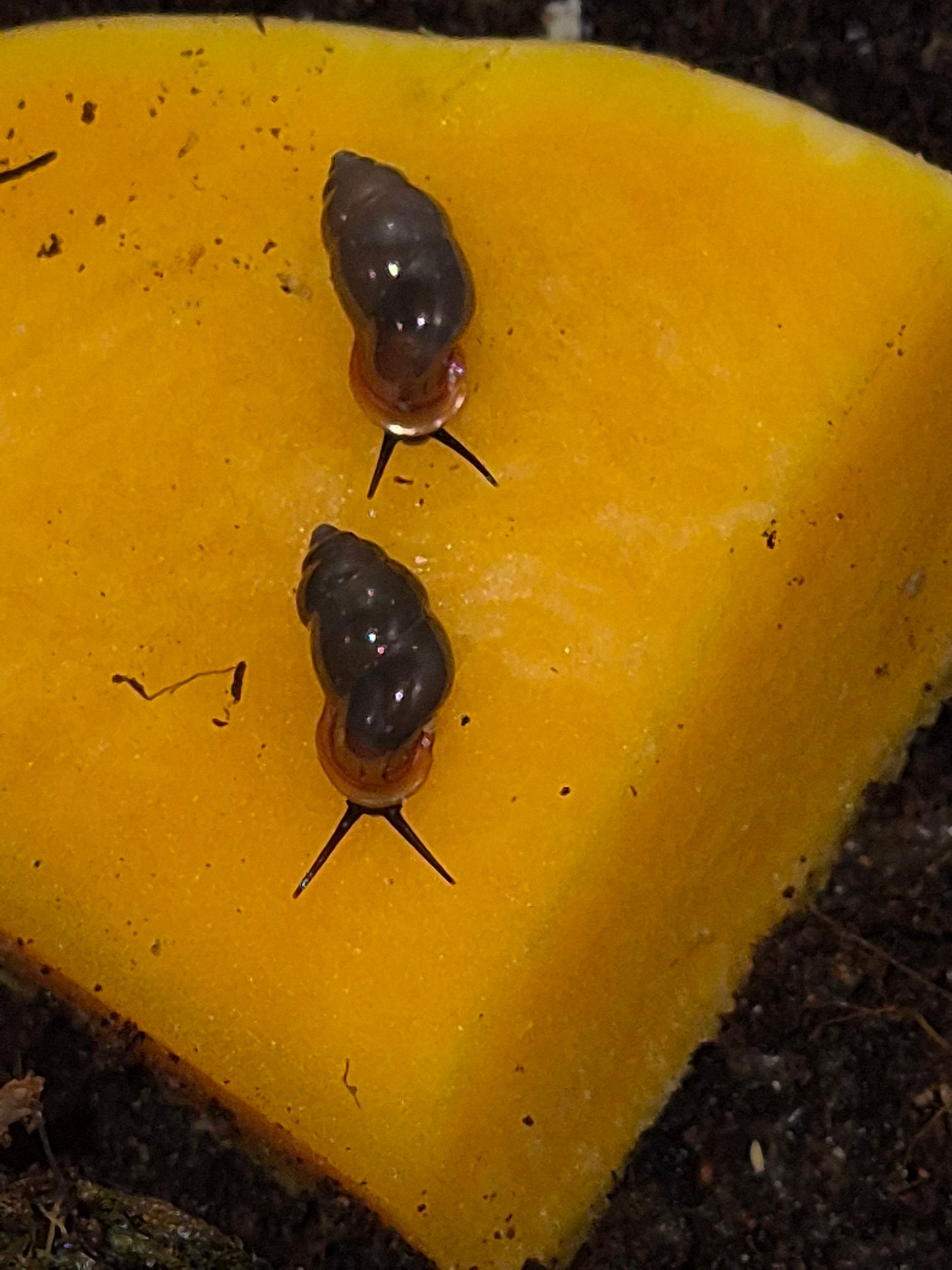 Moulinsia Fusca Erythrostoma - The Bug Room
