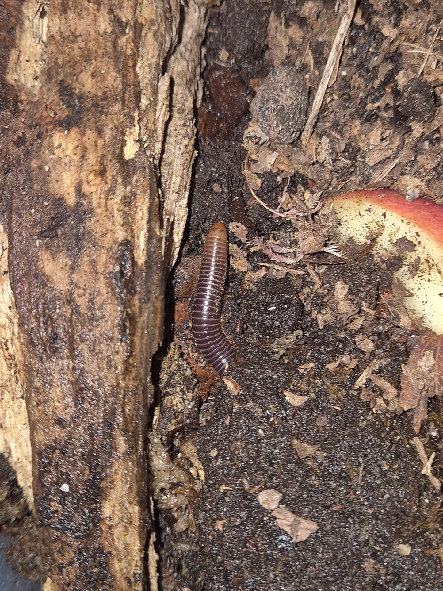 Analocostreptus servatius (Firehead Millipedes) - The Bug Room