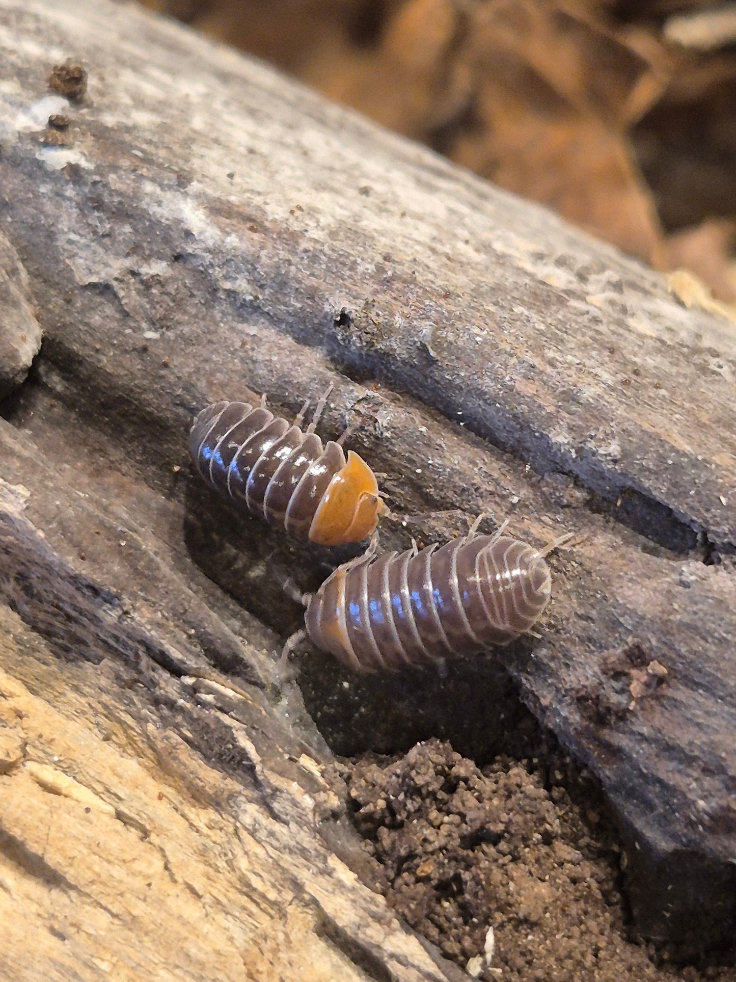 Armadillidium Flavoscutum Red Head