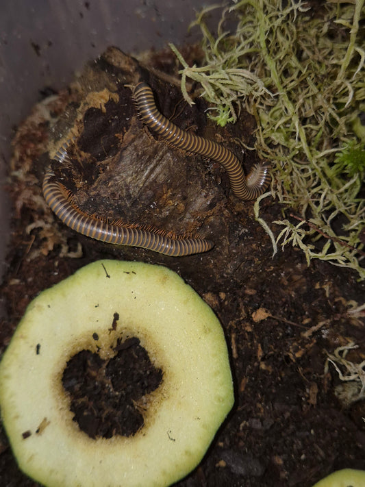 Benoitolus Siamensis - Siamese Glow Millipedes - The Bug Room