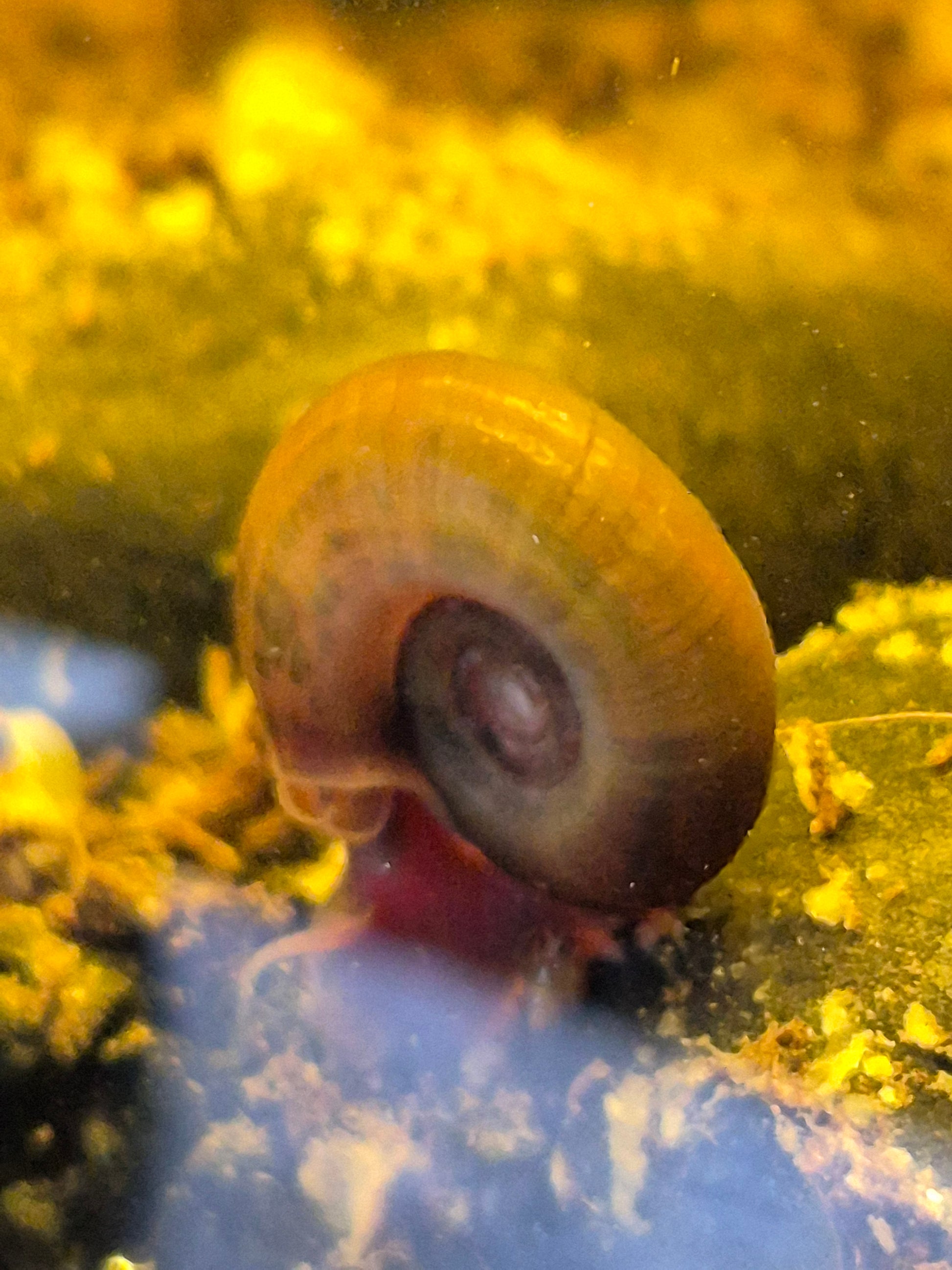 Ramshorn Snail (Planorbella duryi) - The Bug Room