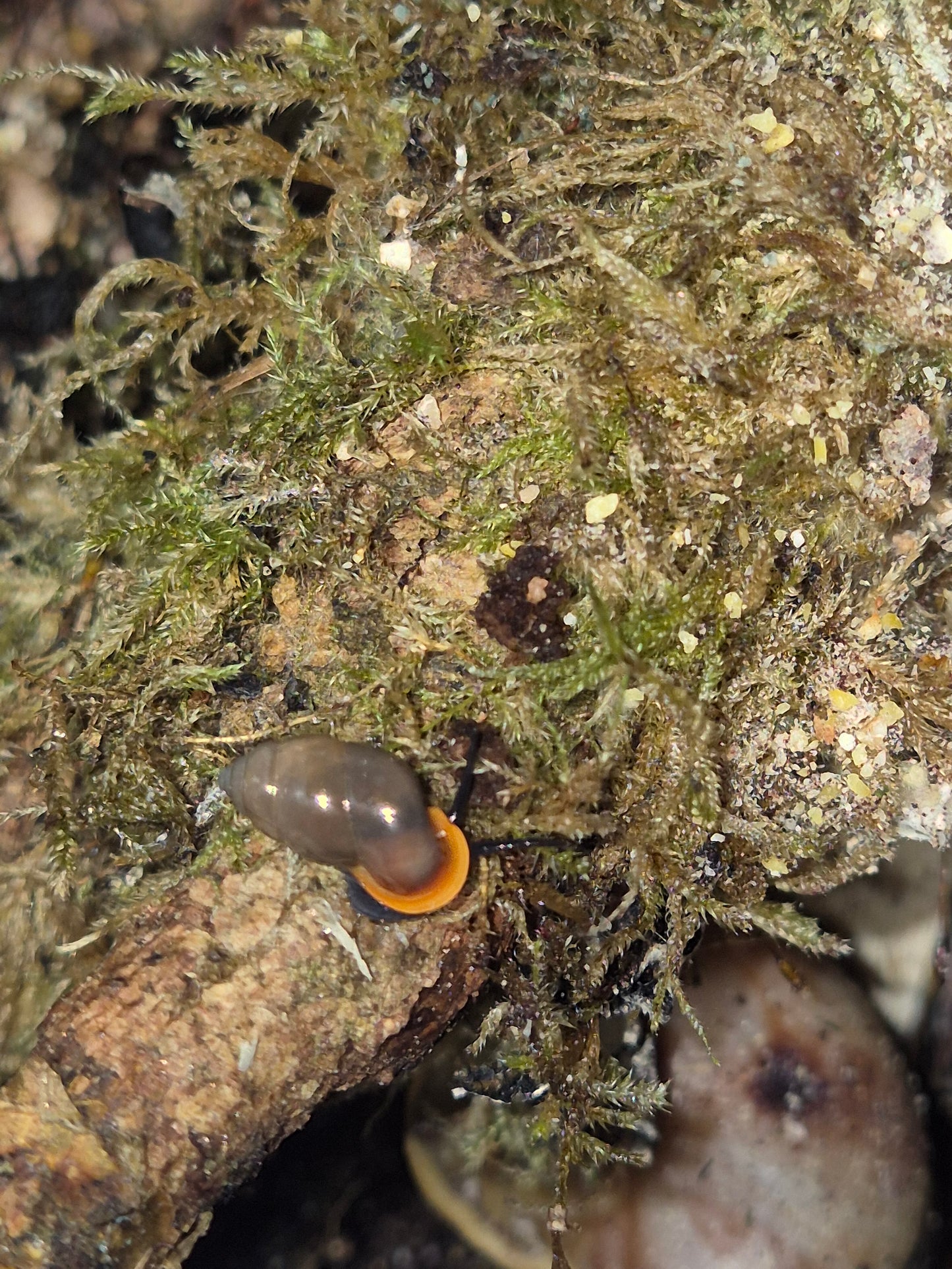 Moulinsia Fusca Erythrostoma - The Bug Room