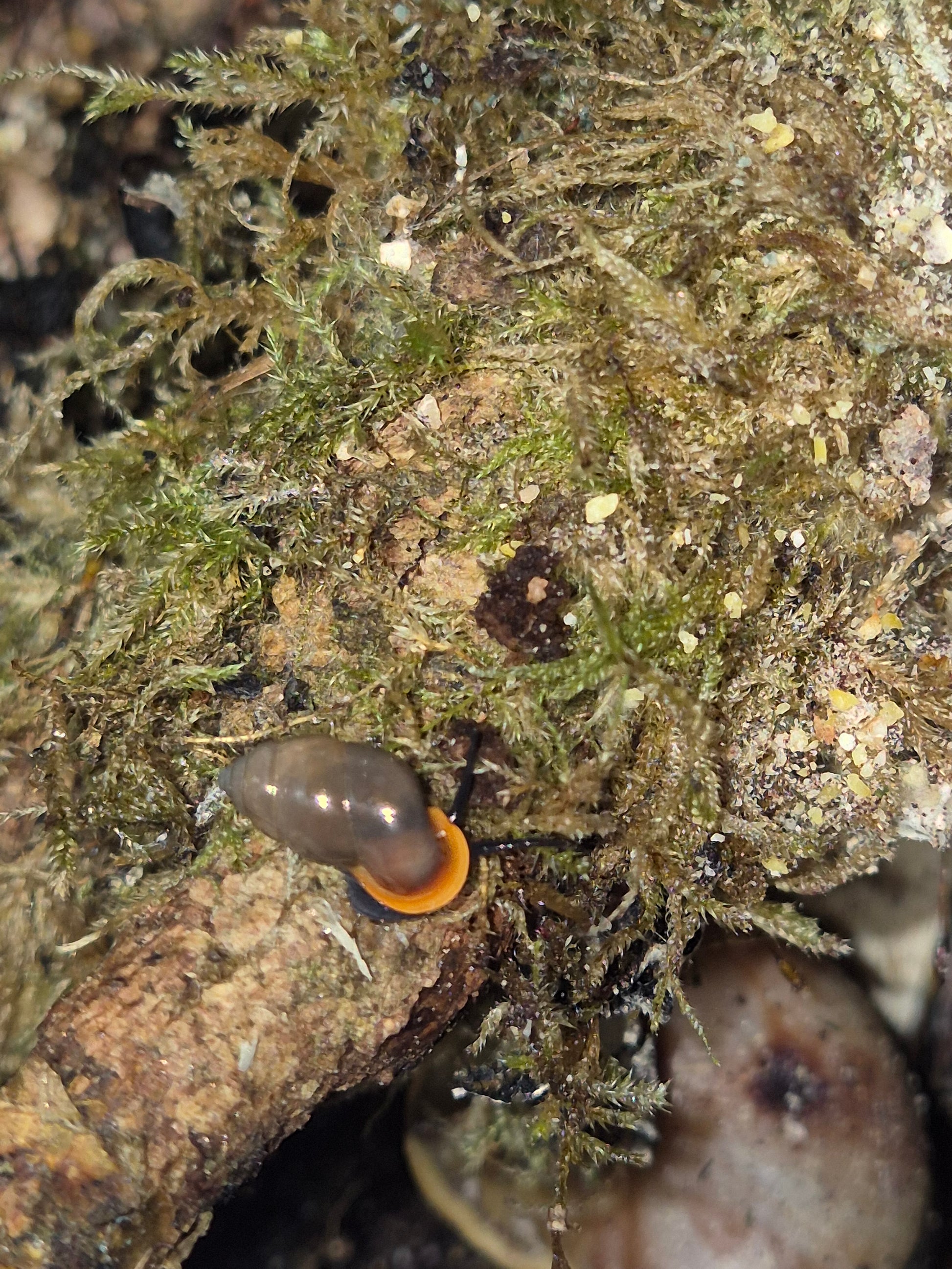 Moulinsia Fusca Erythrostoma - The Bug Room