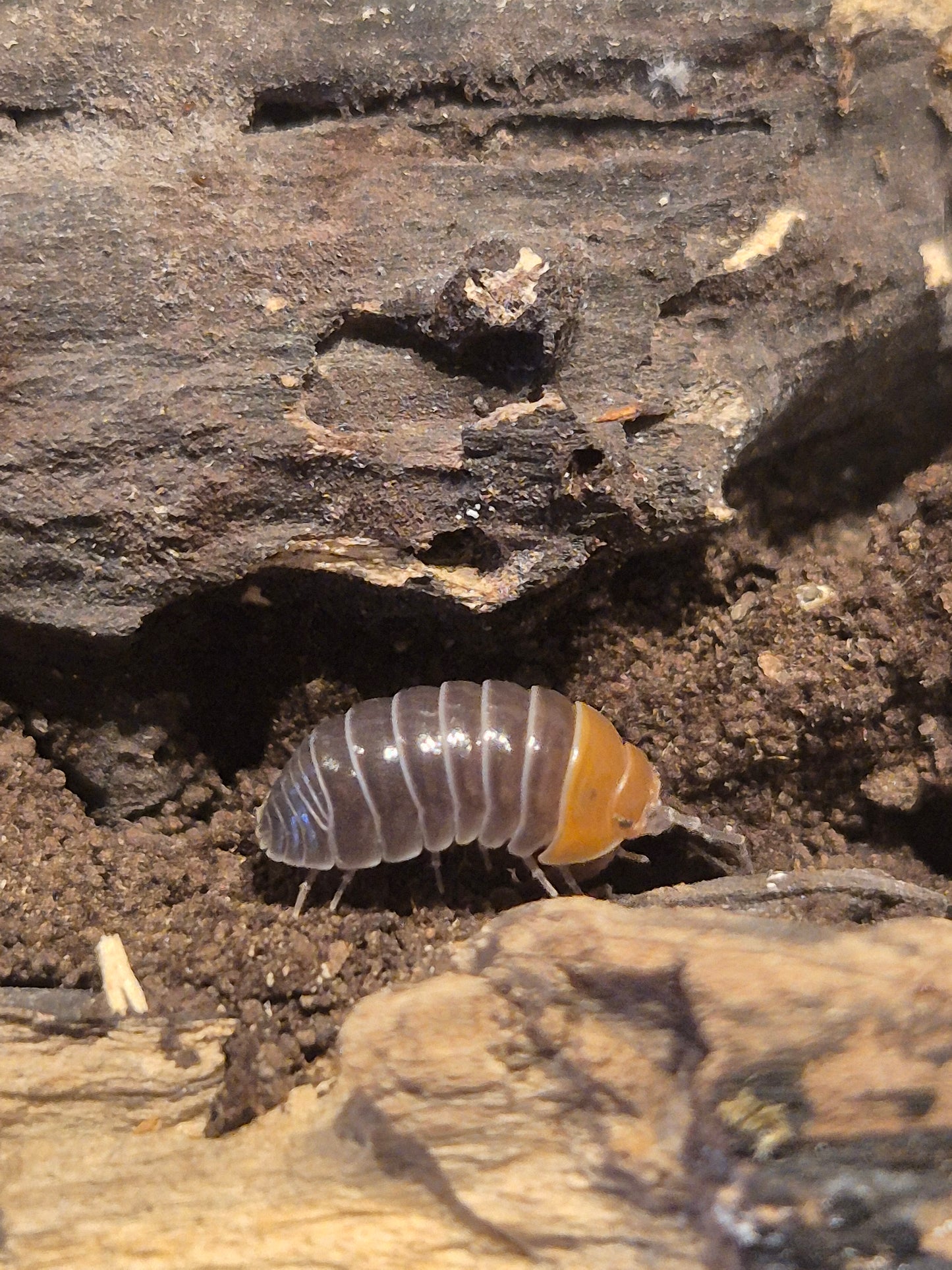 Armadillidium Flavoscutum Red Head