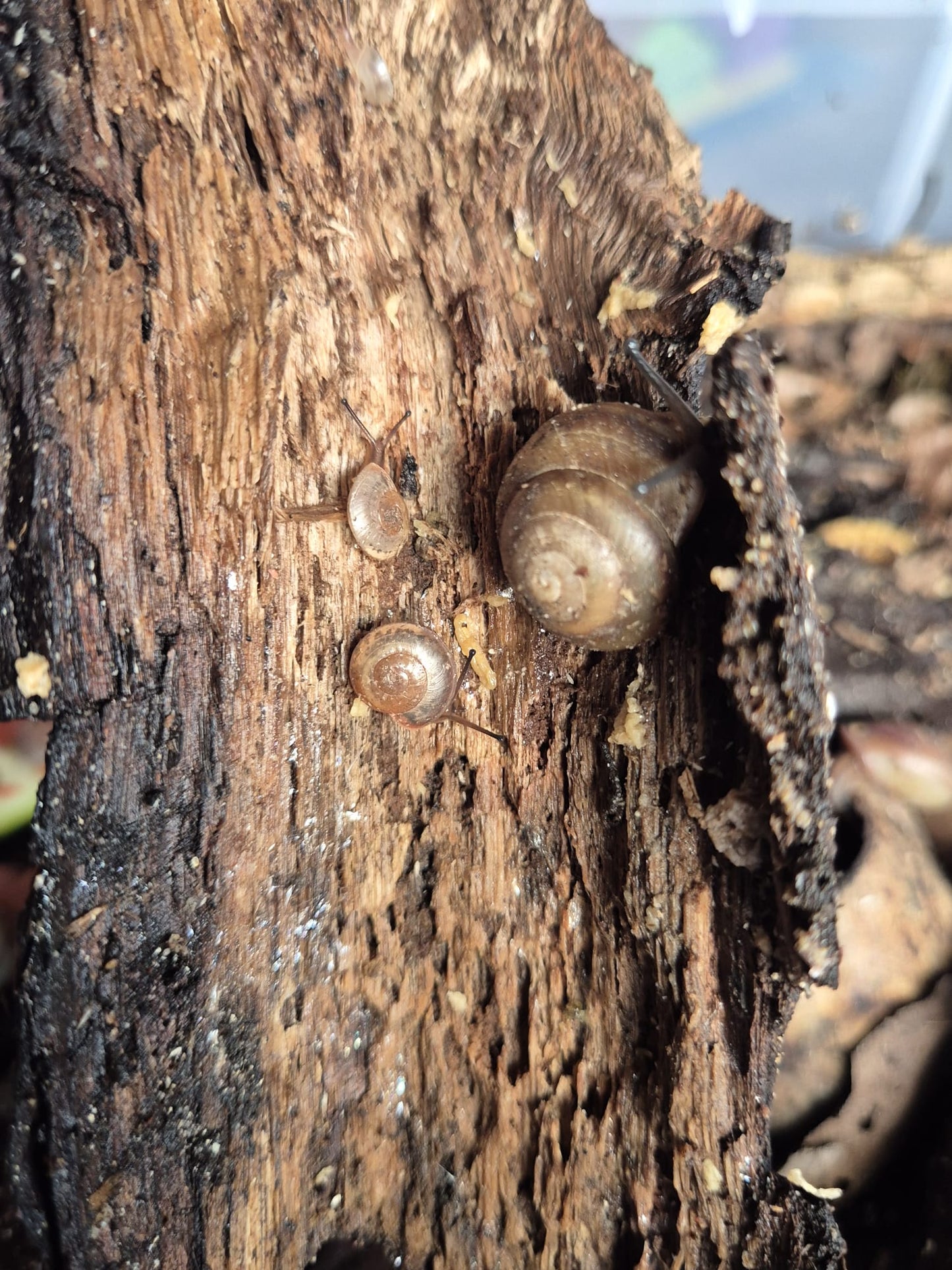 Pleurodonte Isabella Snails