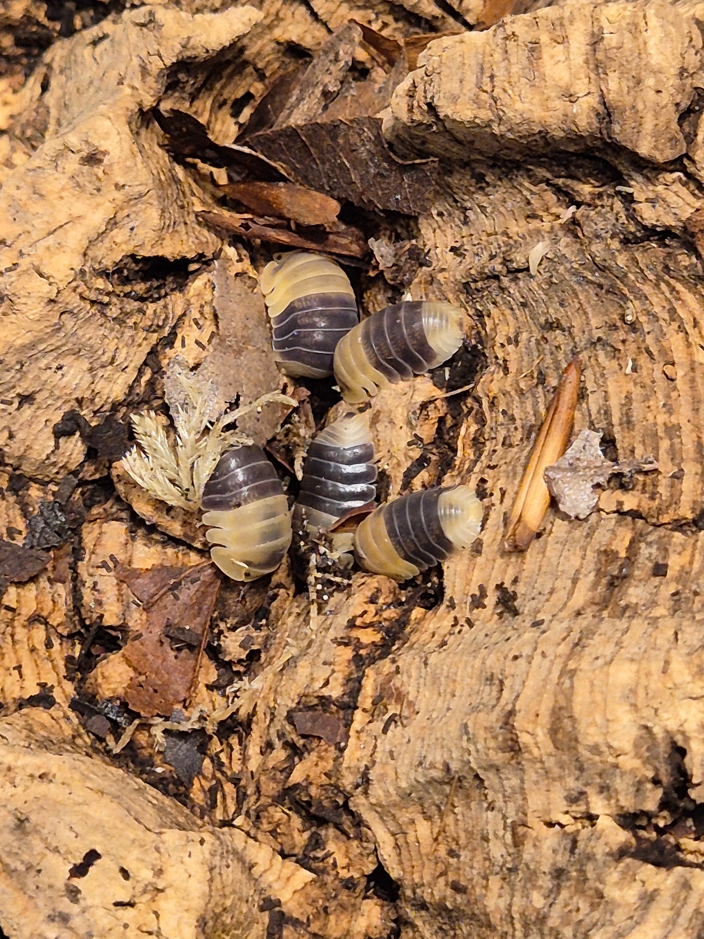 Cubaris sp "Bumblebee" Isopods