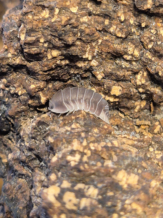 Cubaris sp "White Side / Penguin" Isopods - The Bug Room