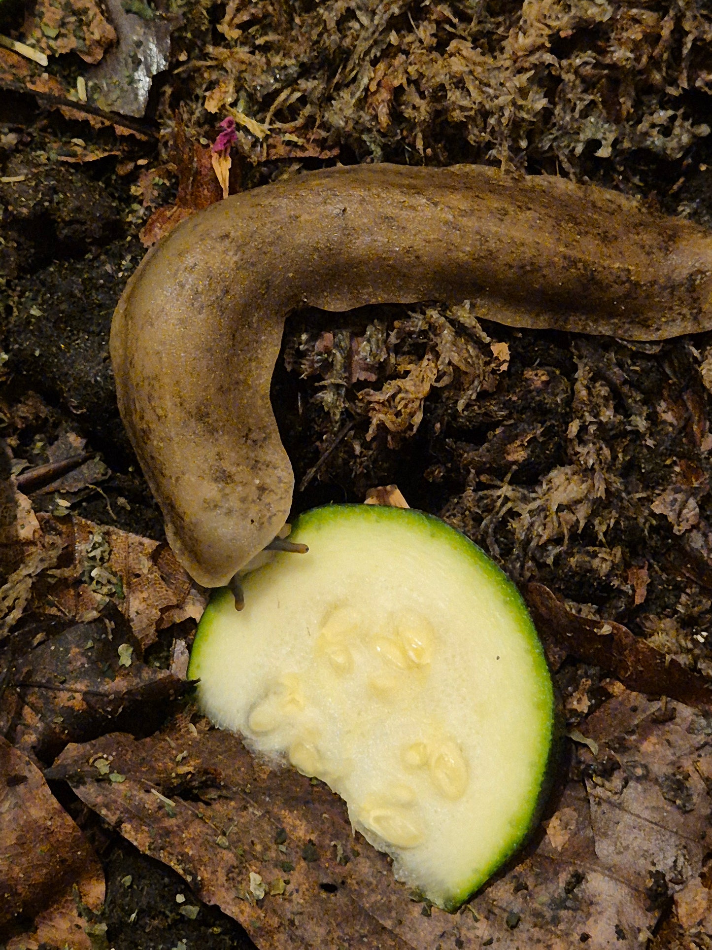 Veronicella Sloanii "Pancake Slug" Juvenile