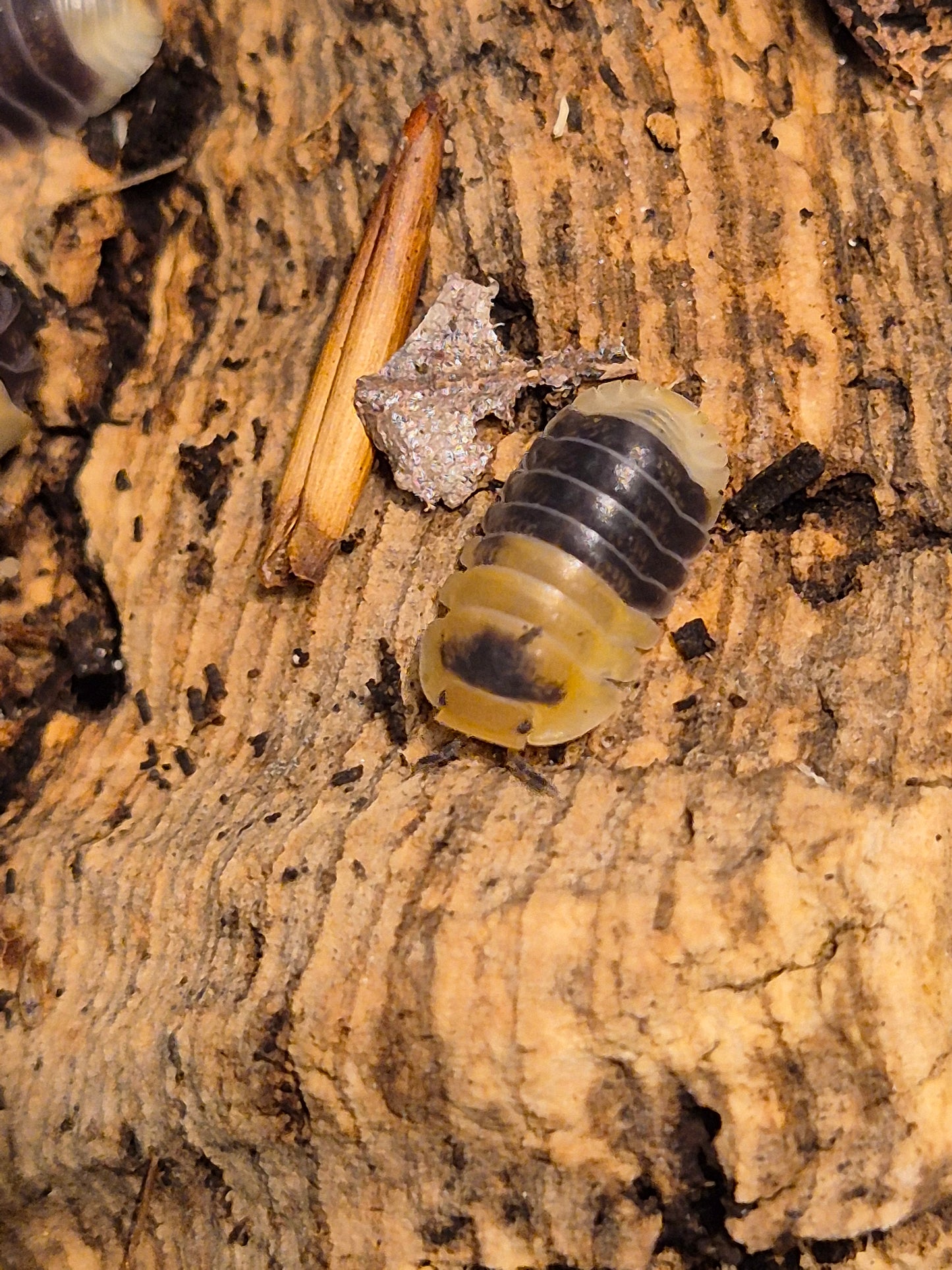 Cubaris sp "Bumblebee" Isopods