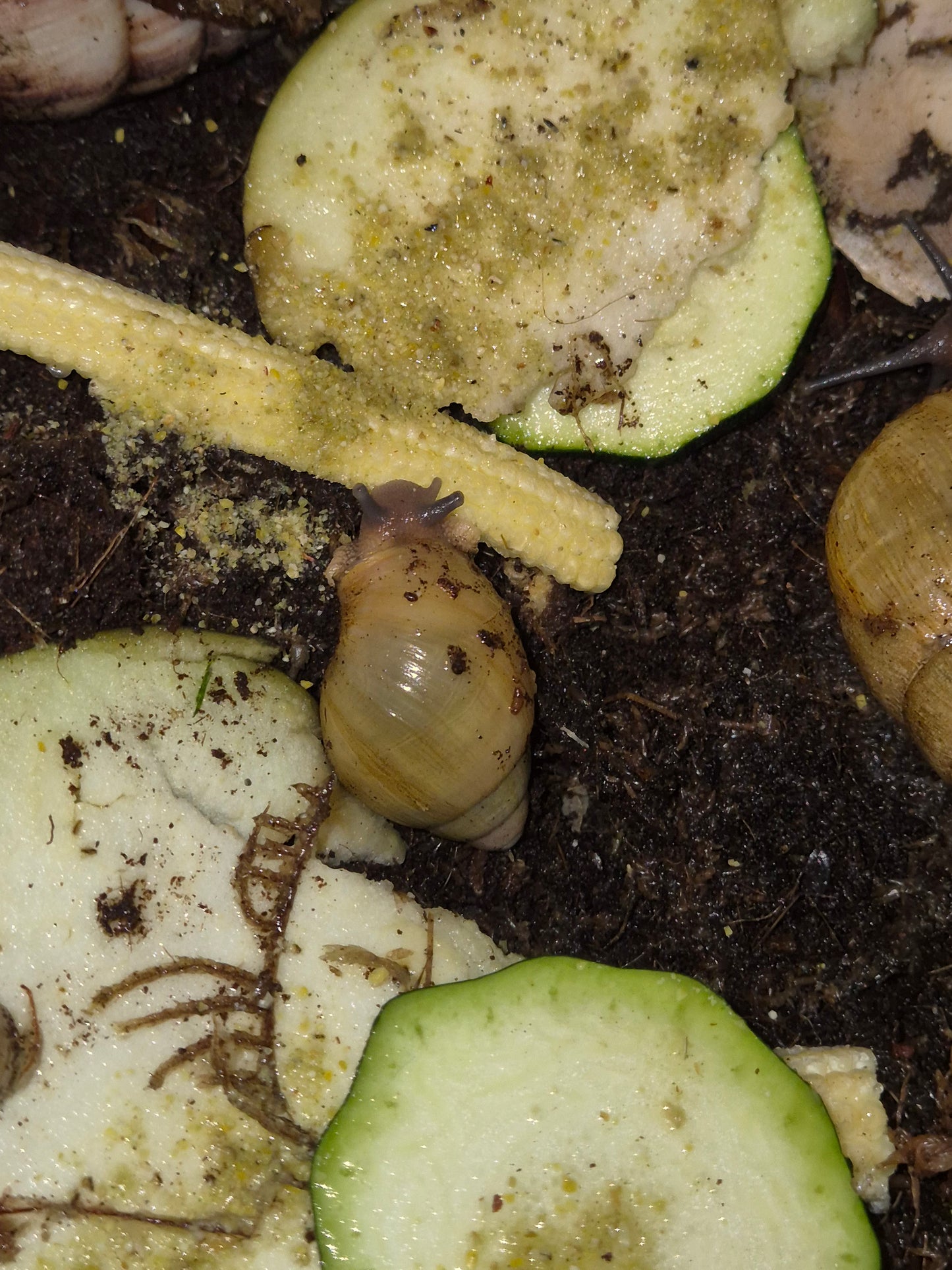 Archachatina Porphyrostoma - The Bug Room