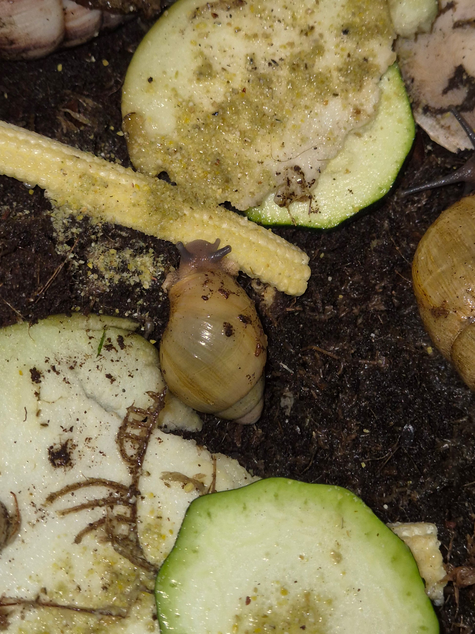 Archachatina Porphyrostoma - The Bug Room