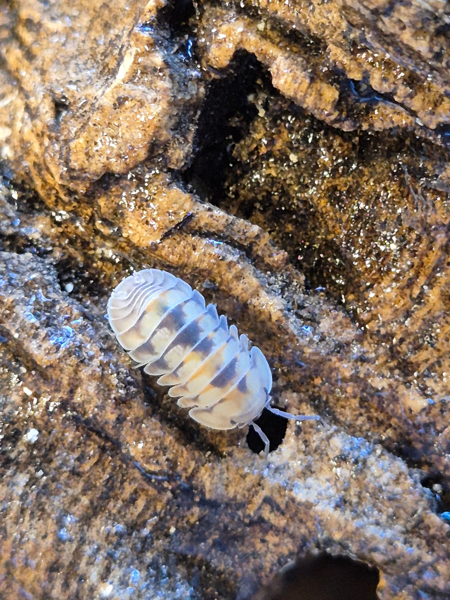 Cubaris Opal Isopods