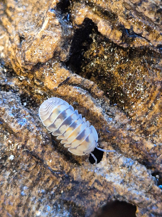 Cubaris Opal Isopods