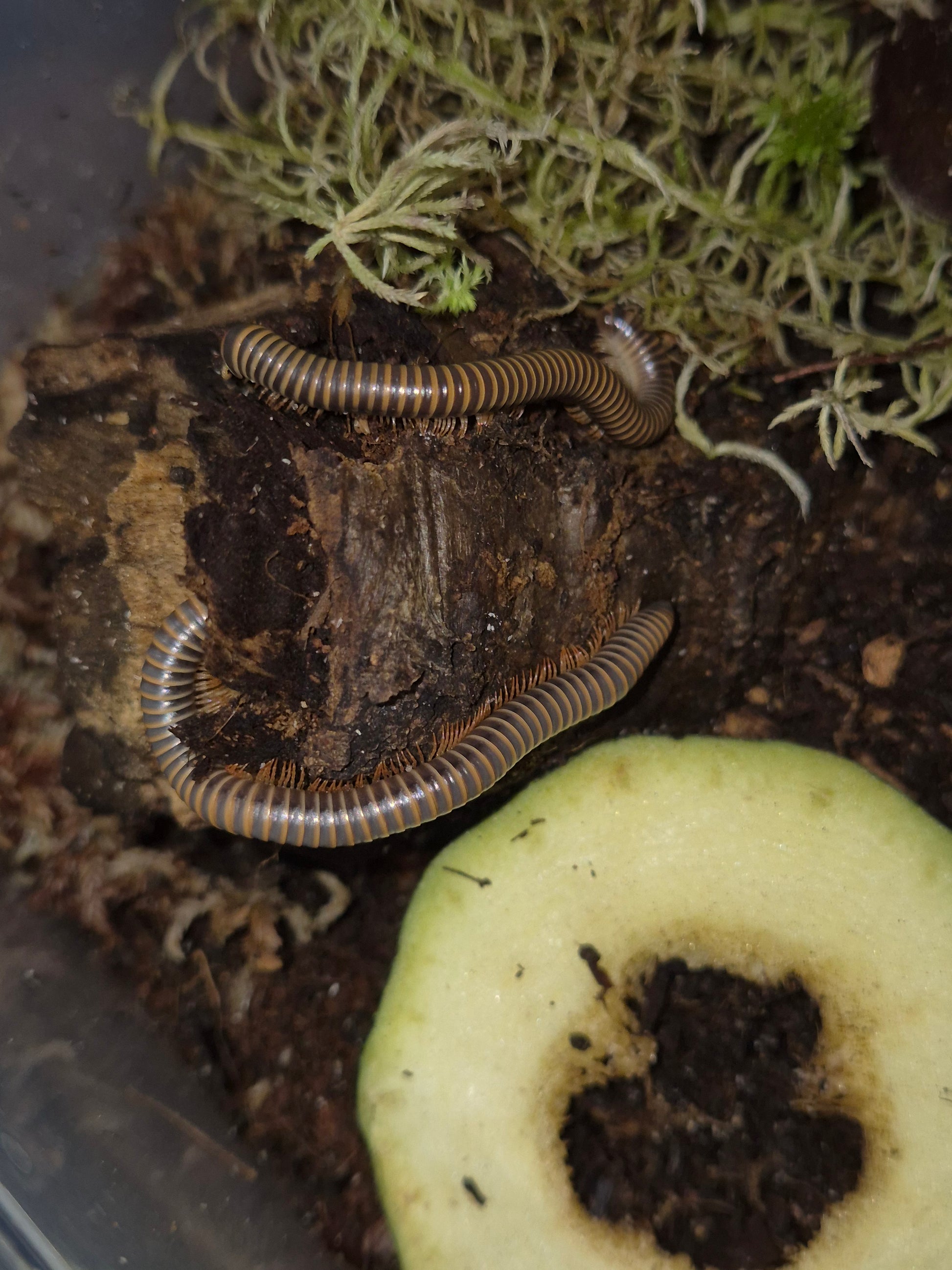Benoitolus Siamensis - Siamese Glow Millipedes - The Bug Room