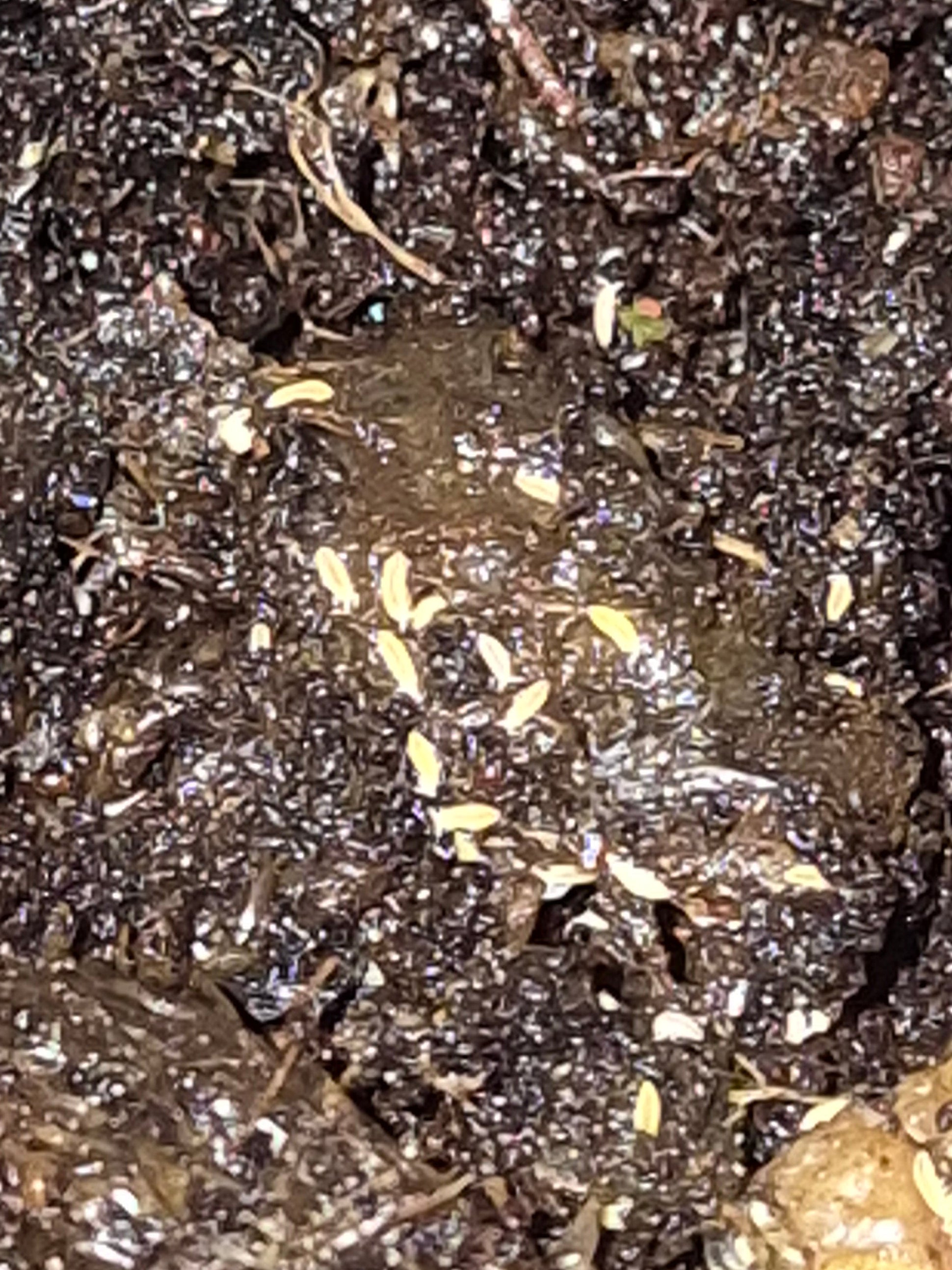 Ceratophysella isabellae (Yellow Albino Springtails) - The Bug Room
