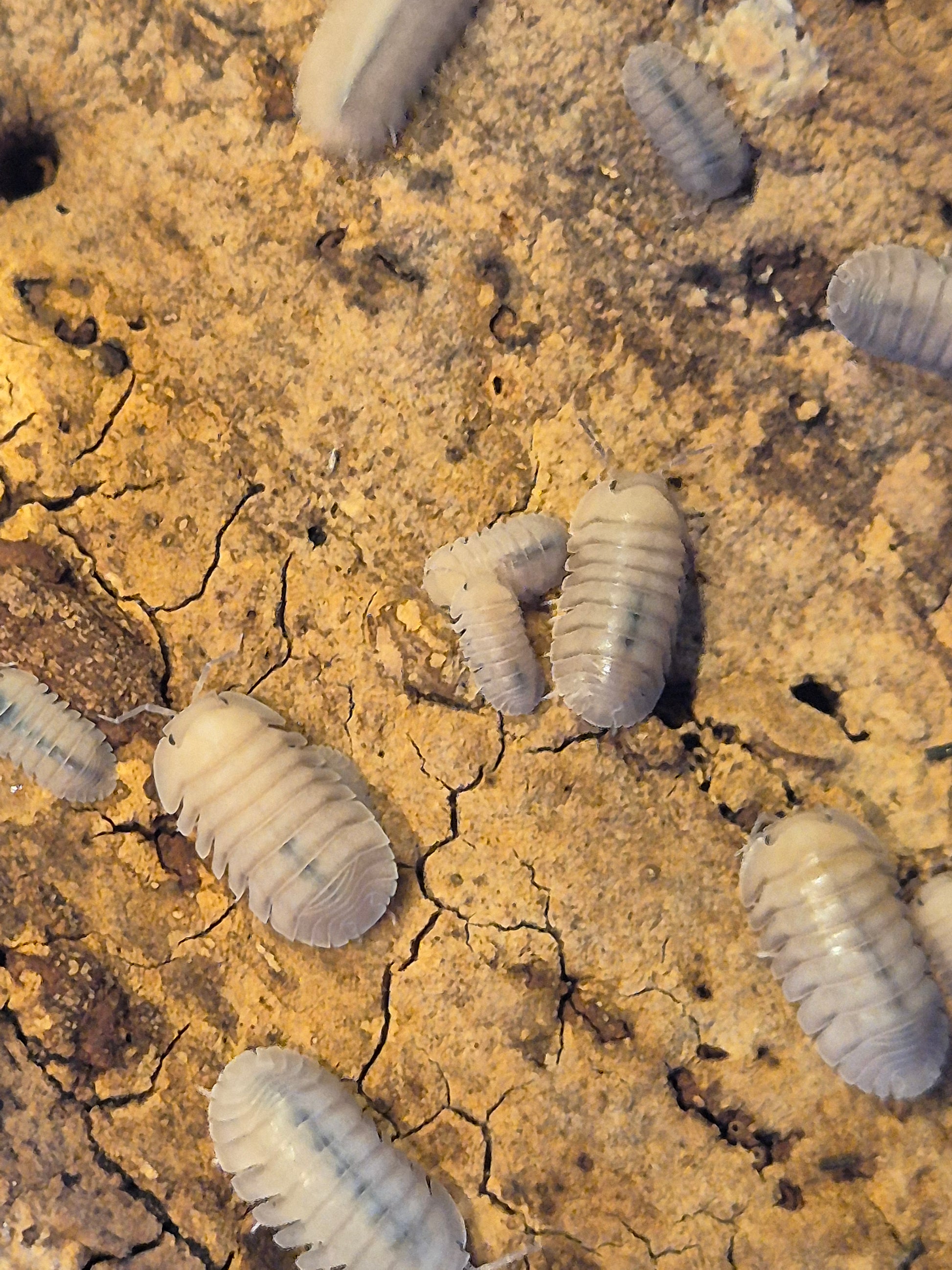 Cubaris sp "Thai Blue Angel" Isopods - The Bug Room