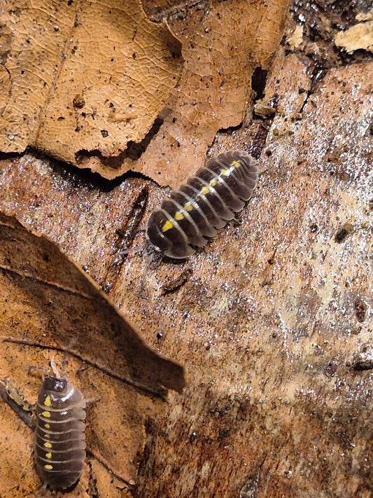 Armadillidium Germanicum "Darth Vader" Isopods