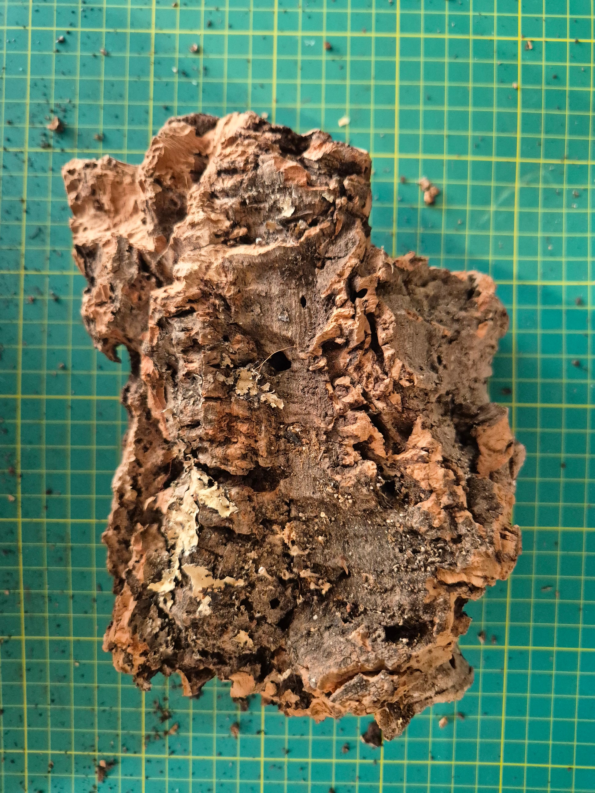 Cork Bark - The Bug Room