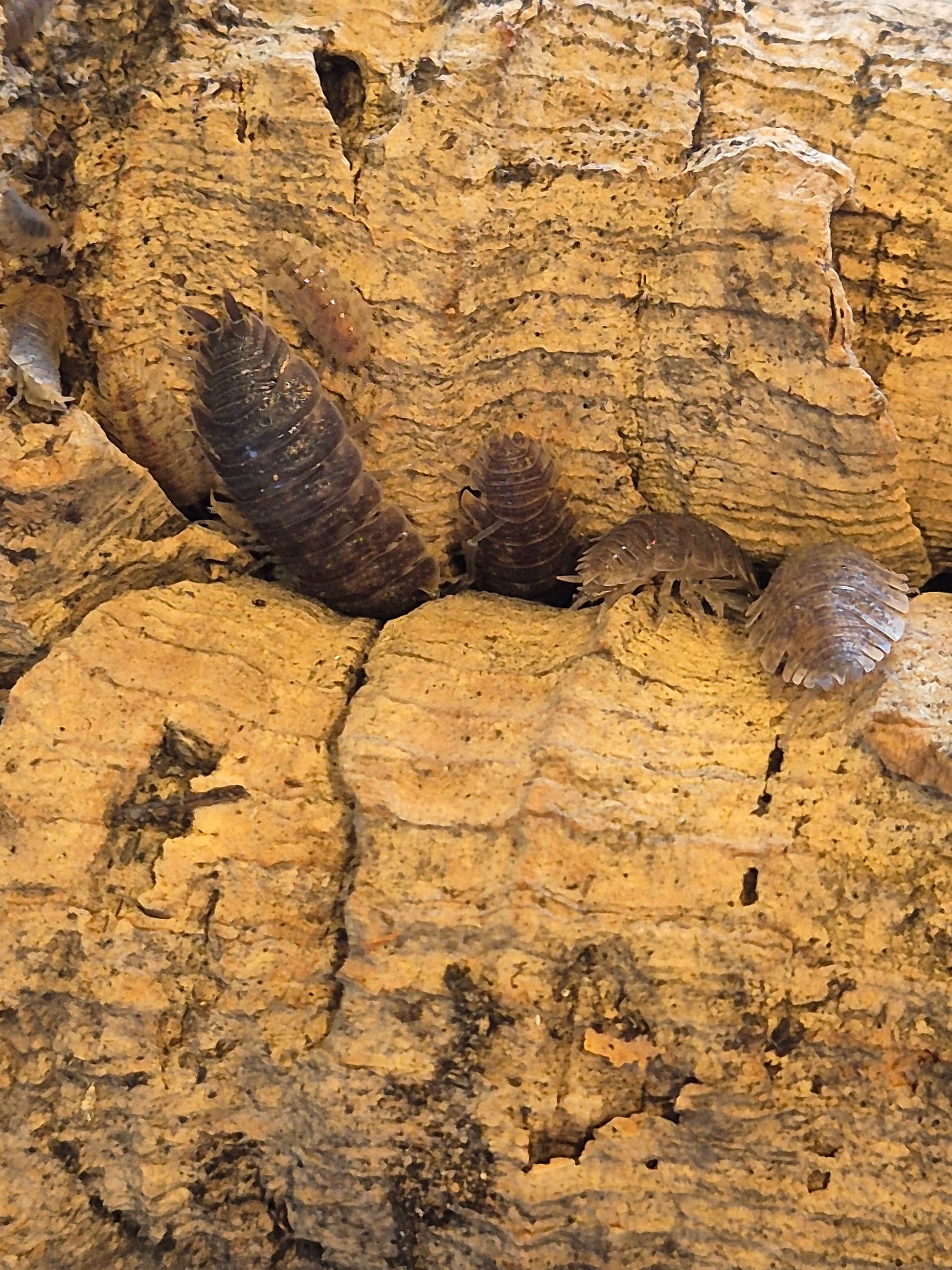 Porcellio Scaber "Arenaria" Isopods - The Bug Room