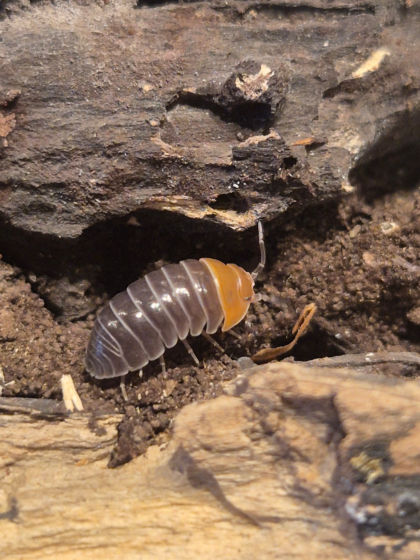 Armadillidium Flavoscutum Red Head