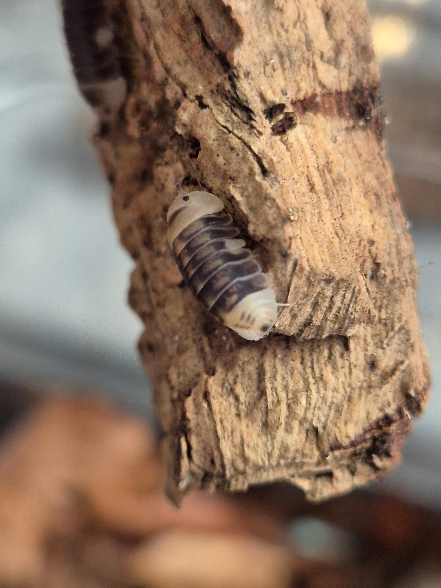 Cubaris White Ducky Isopods