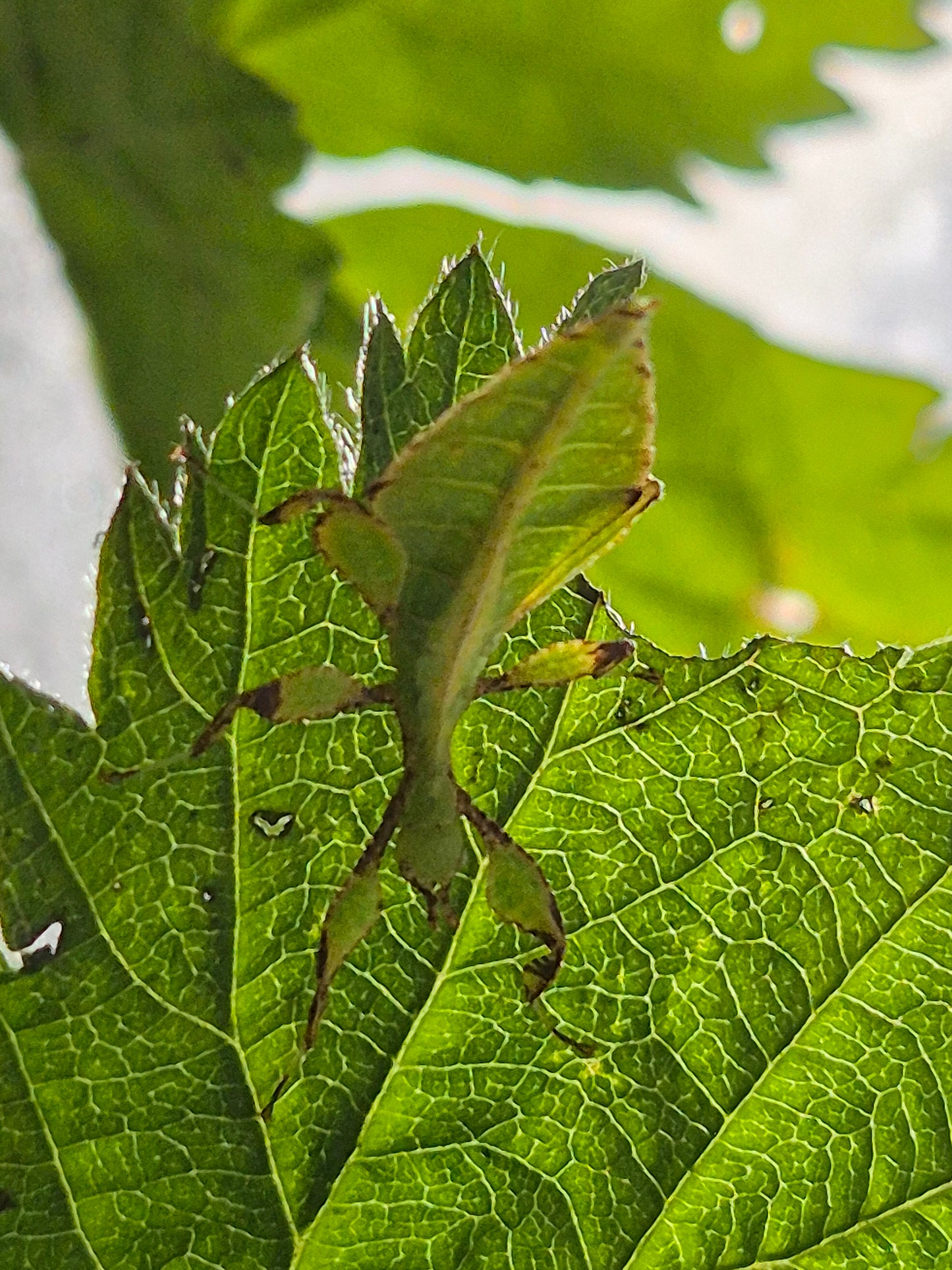 Phyllium philippinicum (leaf insect) - The Bug Room