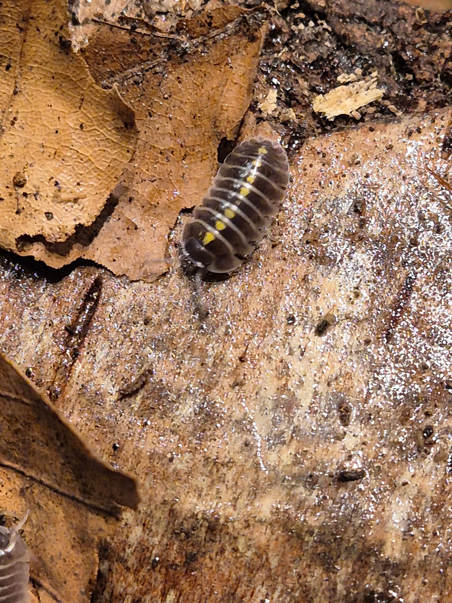 Armadillidium Germanicum "Darth Vader" Isopods