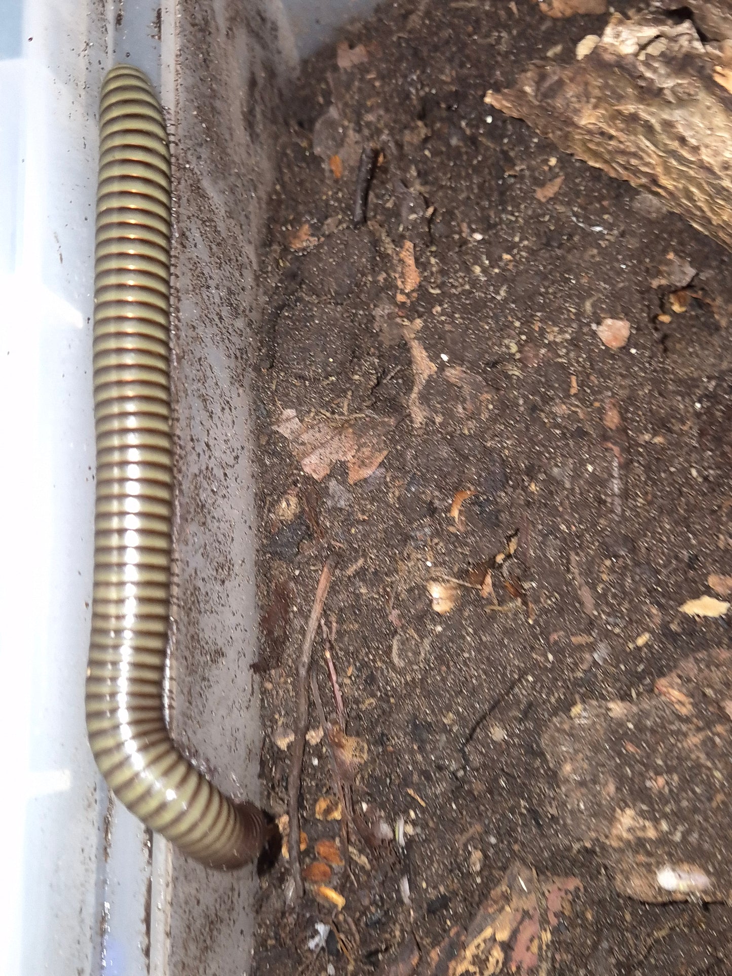 Analocostreptus sp. "Cameroon" (Giant Green Millipede) - The Bug Room