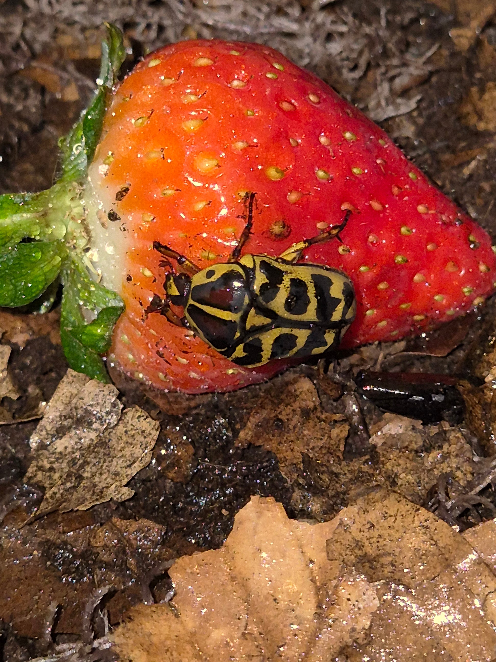 Pachnoda Cordata - The Bug Room