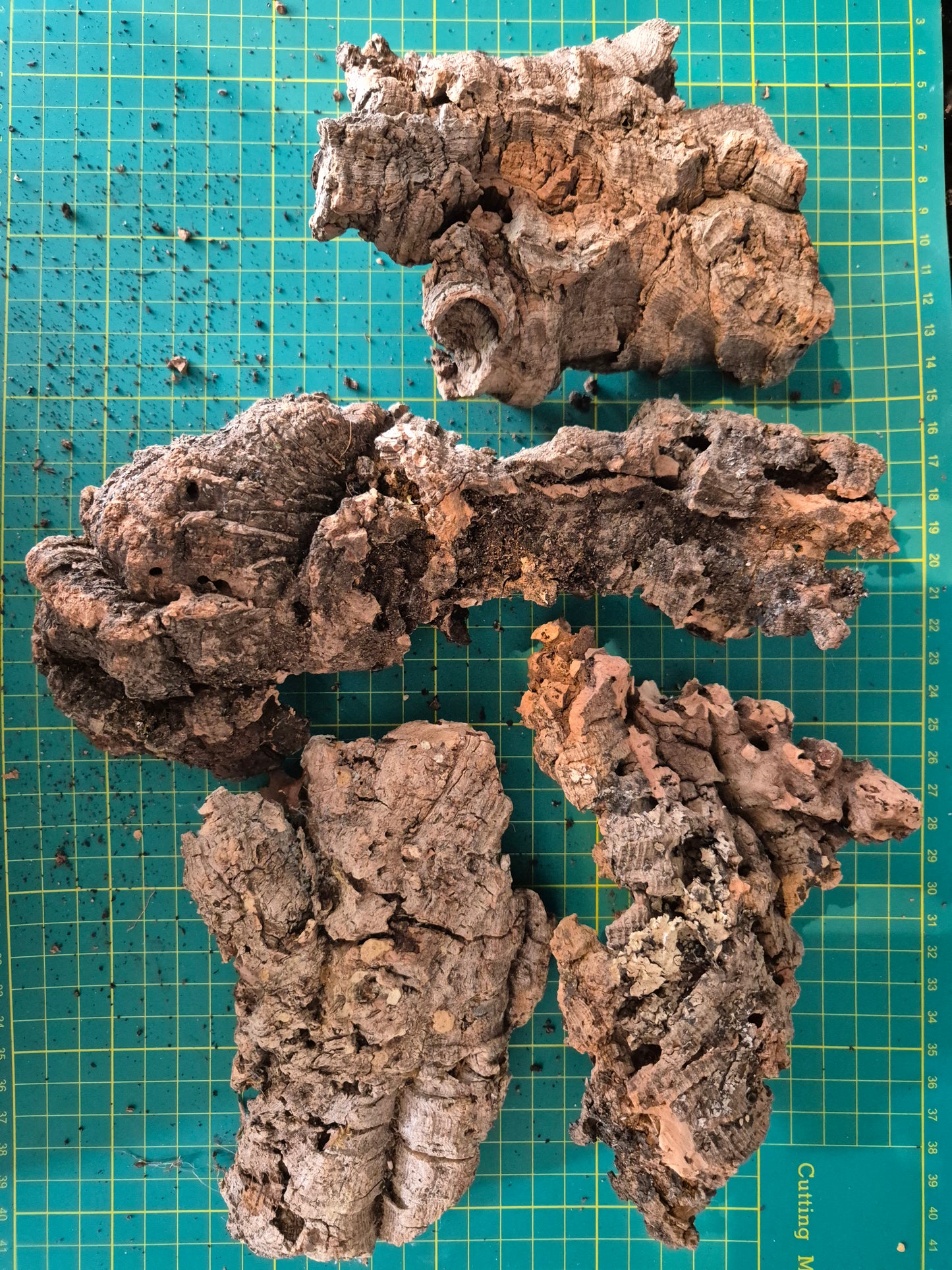 Cork Bark - The Bug Room