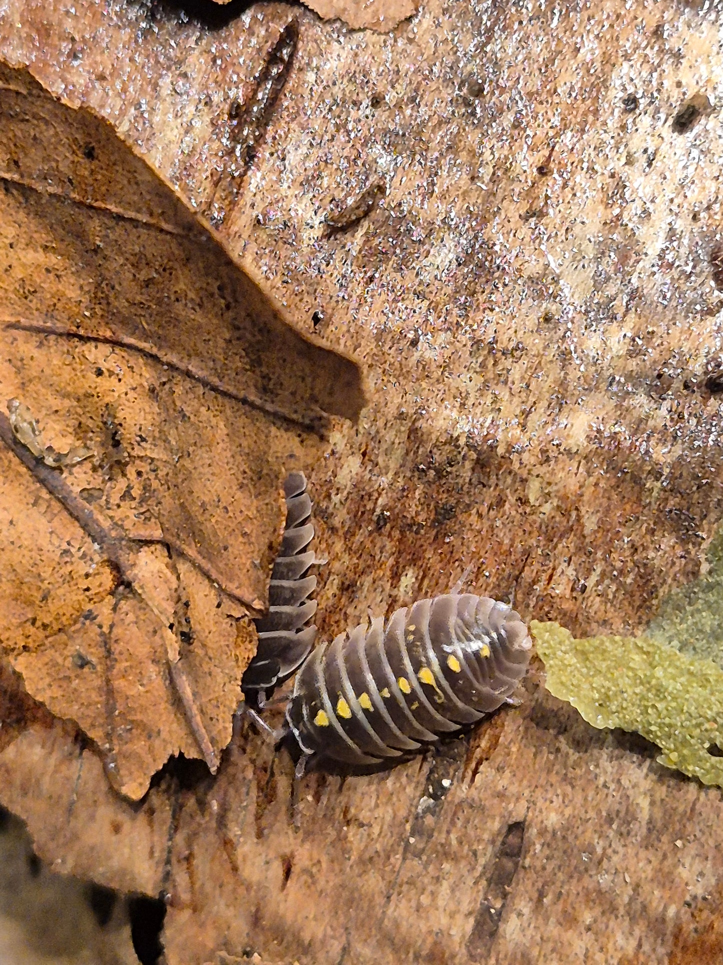 Armadillidium Germanicum "Darth Vader" Isopods