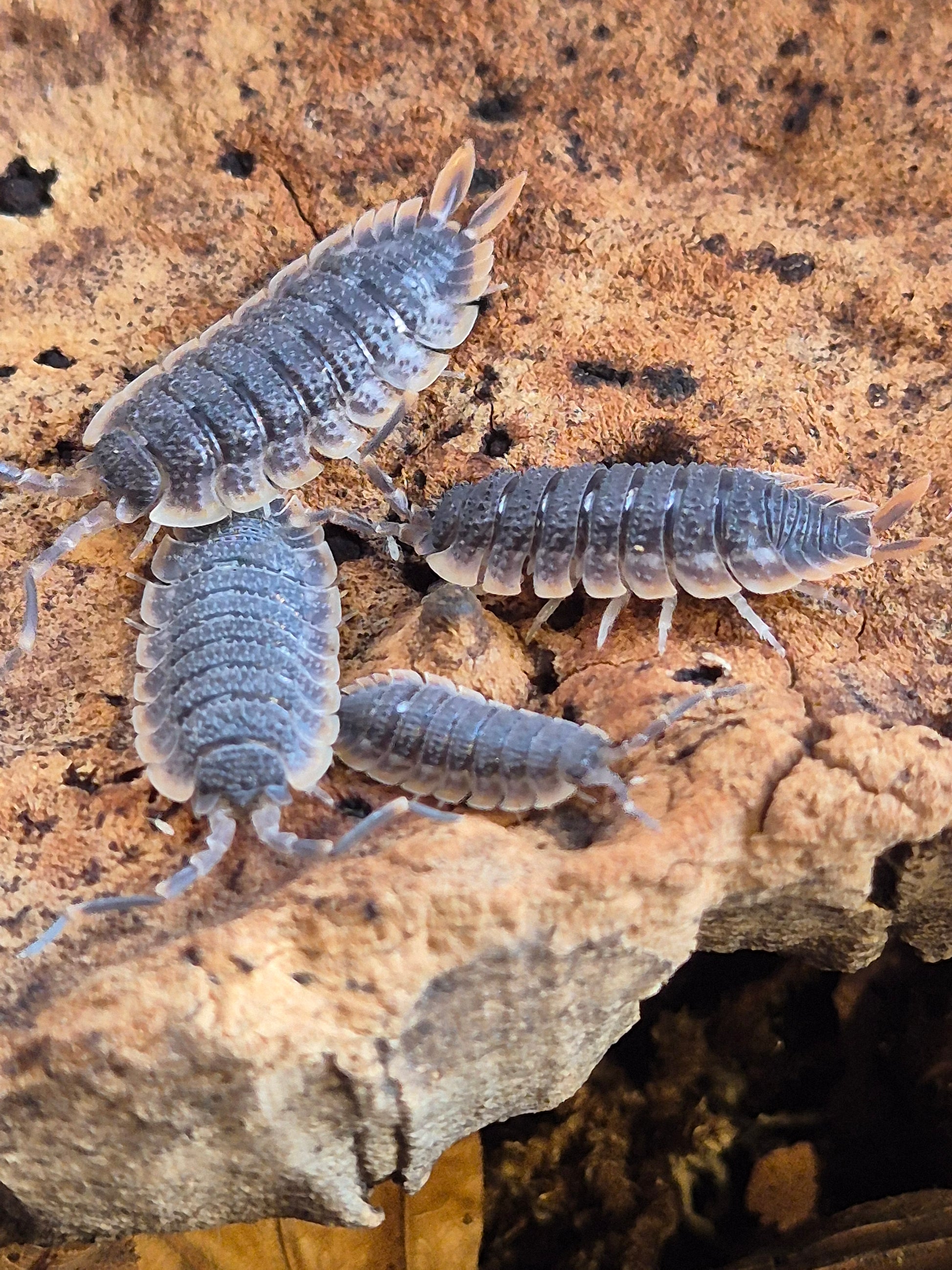 Porcellio Echinatus "Red Edge" Isopods - The Bug Room