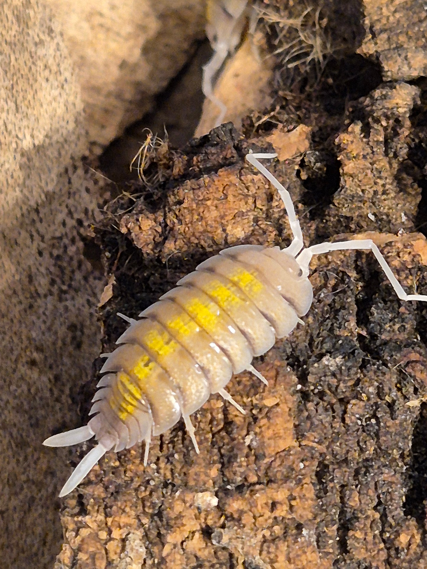 Porcellio Bolivari "yellow ghost" Isopods
