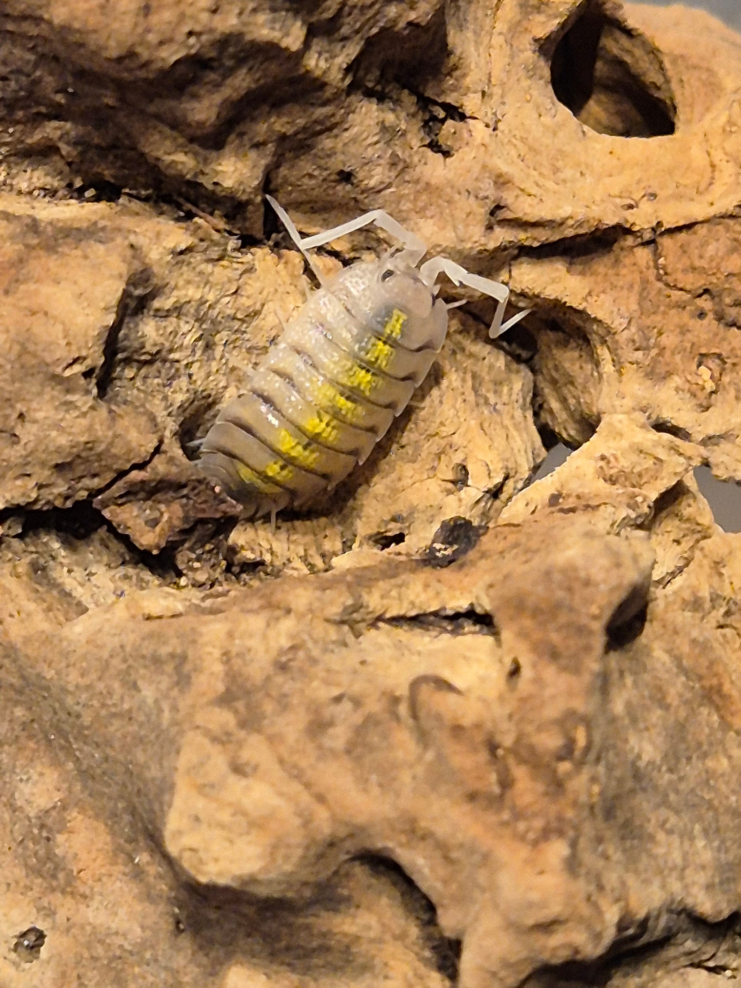 Porcellio Bolivari "yellow ghost" Isopods