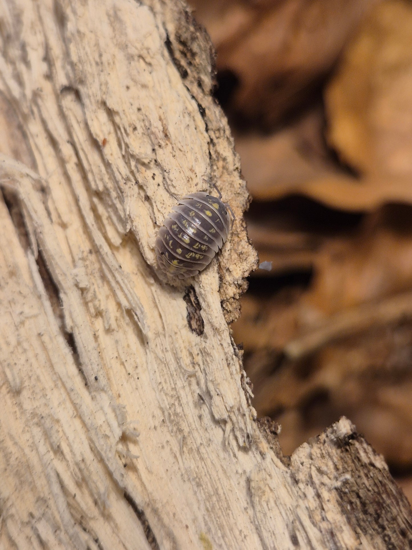 Armadillidium Ruffoi - The Bug Room