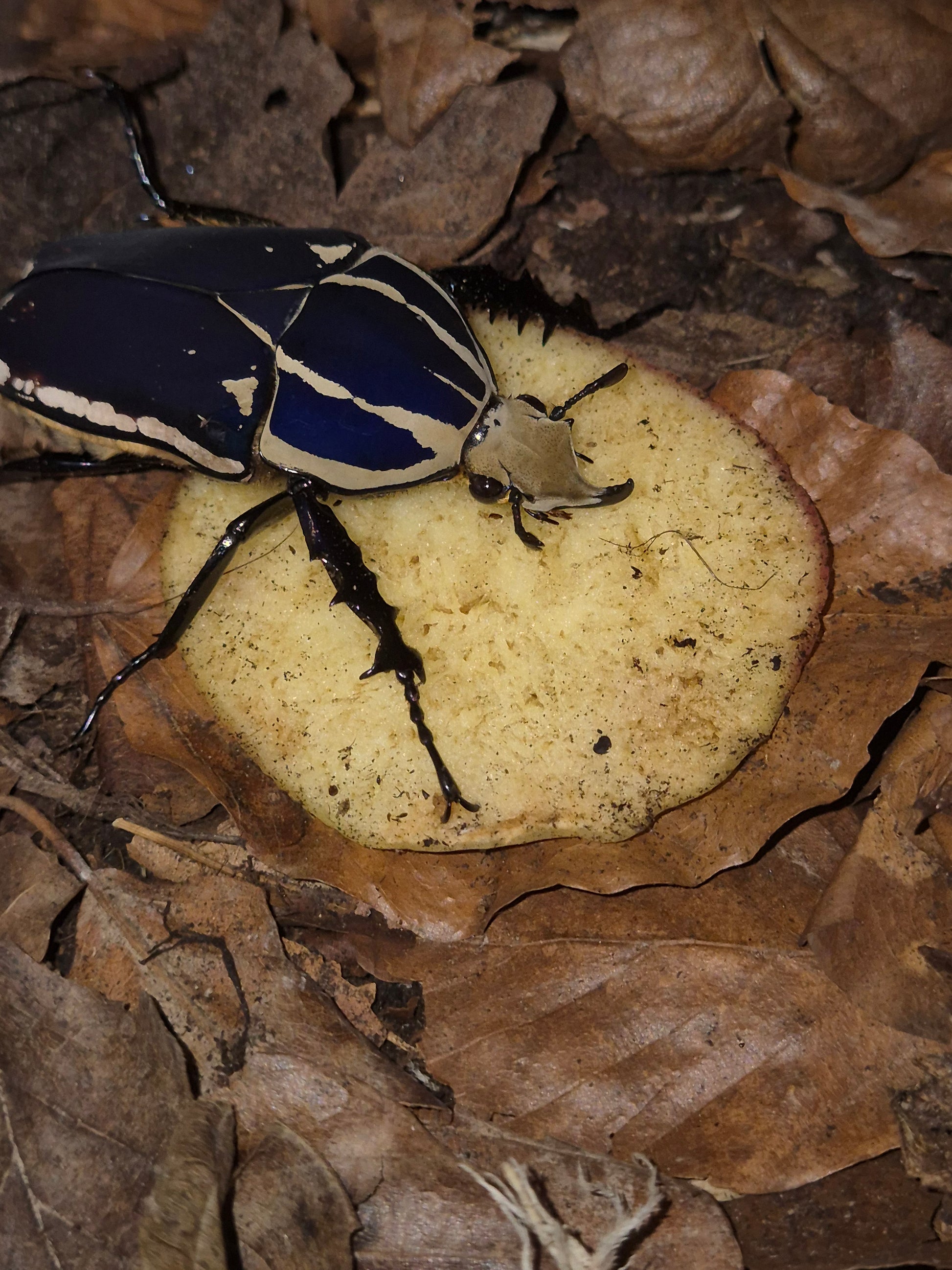 MTU - Mecynorrhina Torquatus Ugandensis Beetles - The Bug Room
